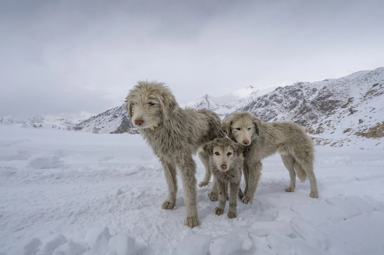 Pack of wild dogs