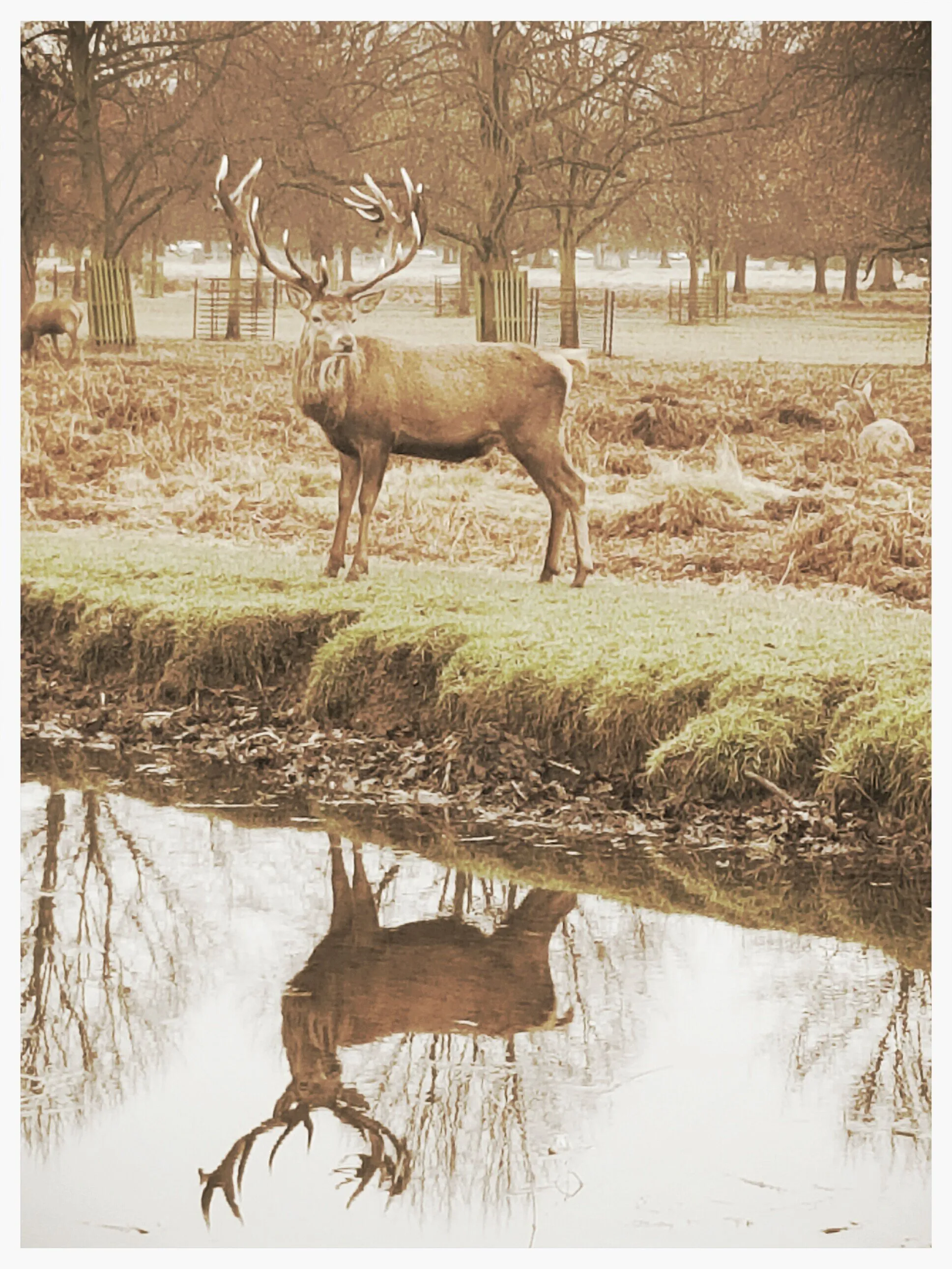 Stag