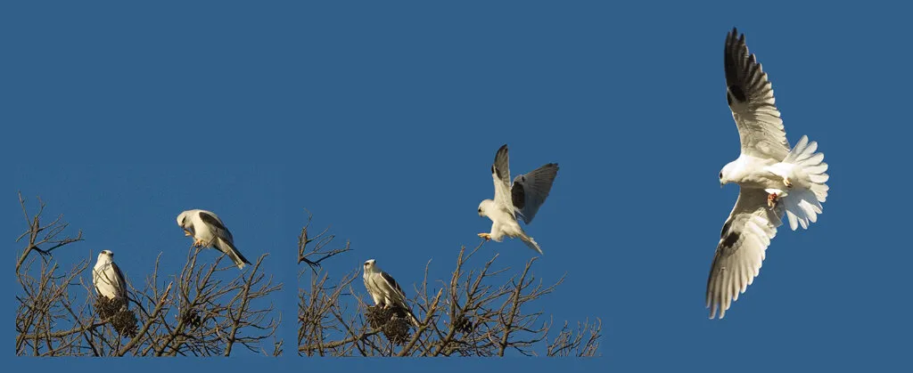 Black-shouldered kite ( Hawk )