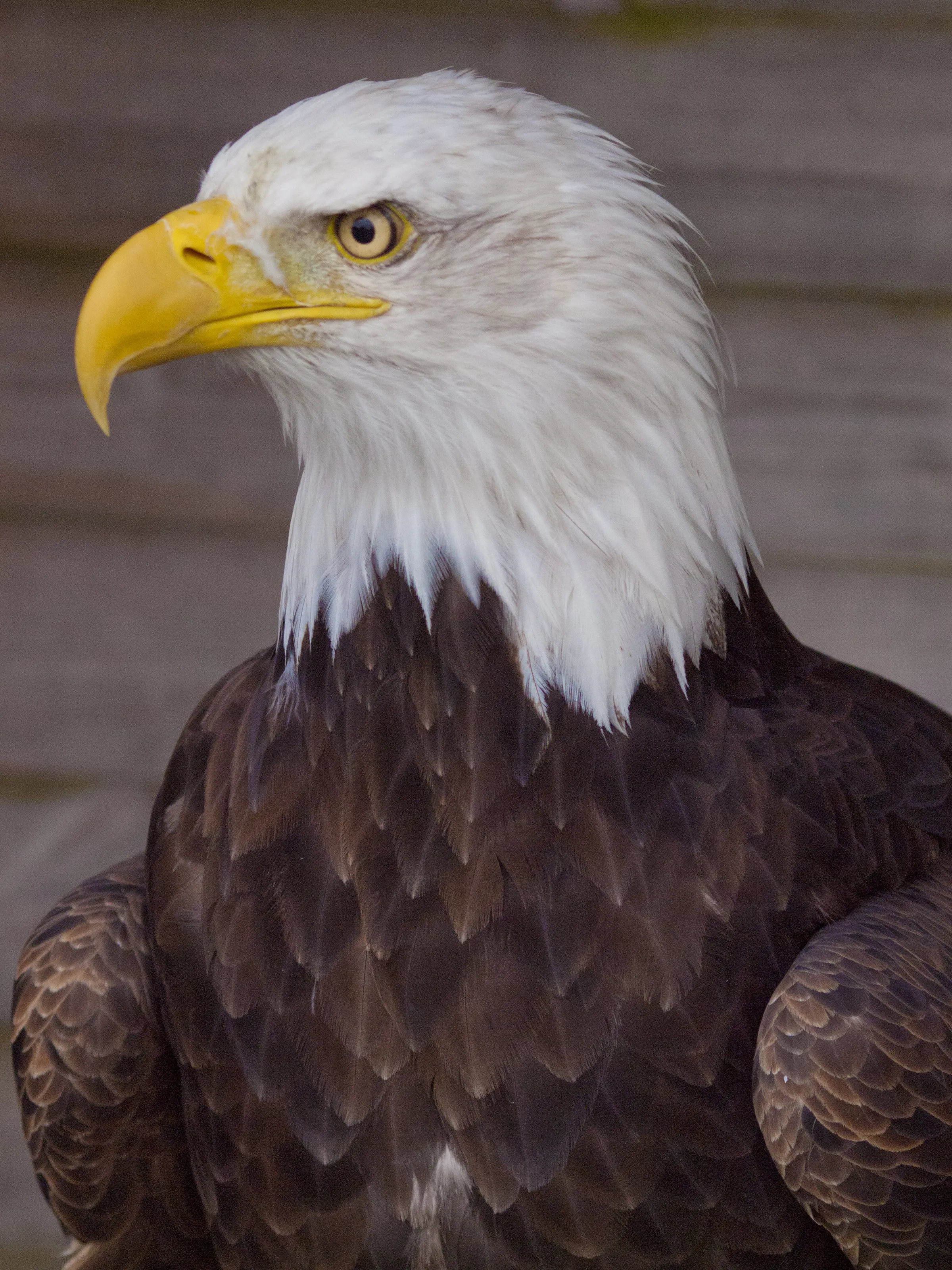 hawk eye