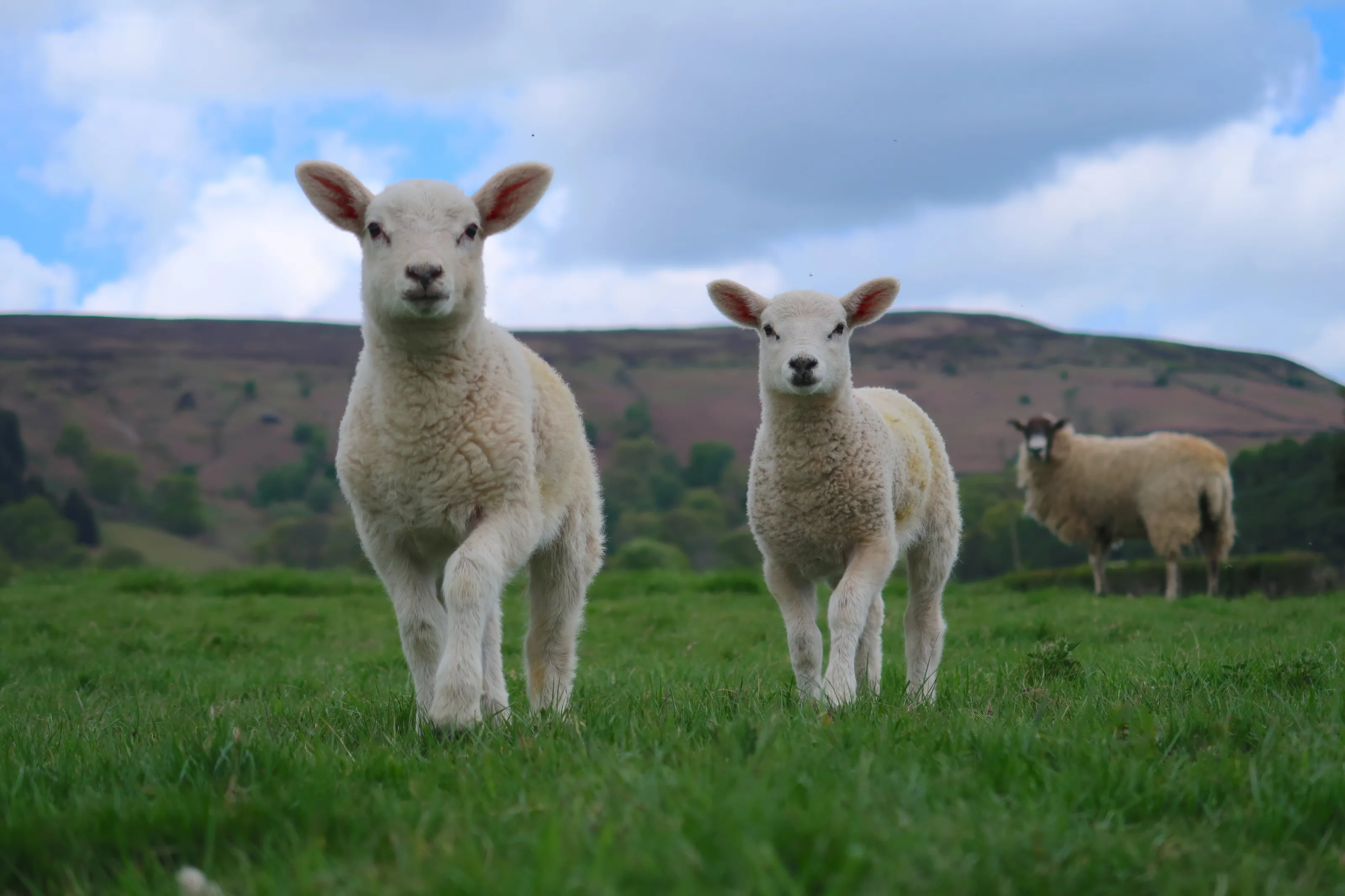 Twin Lambs