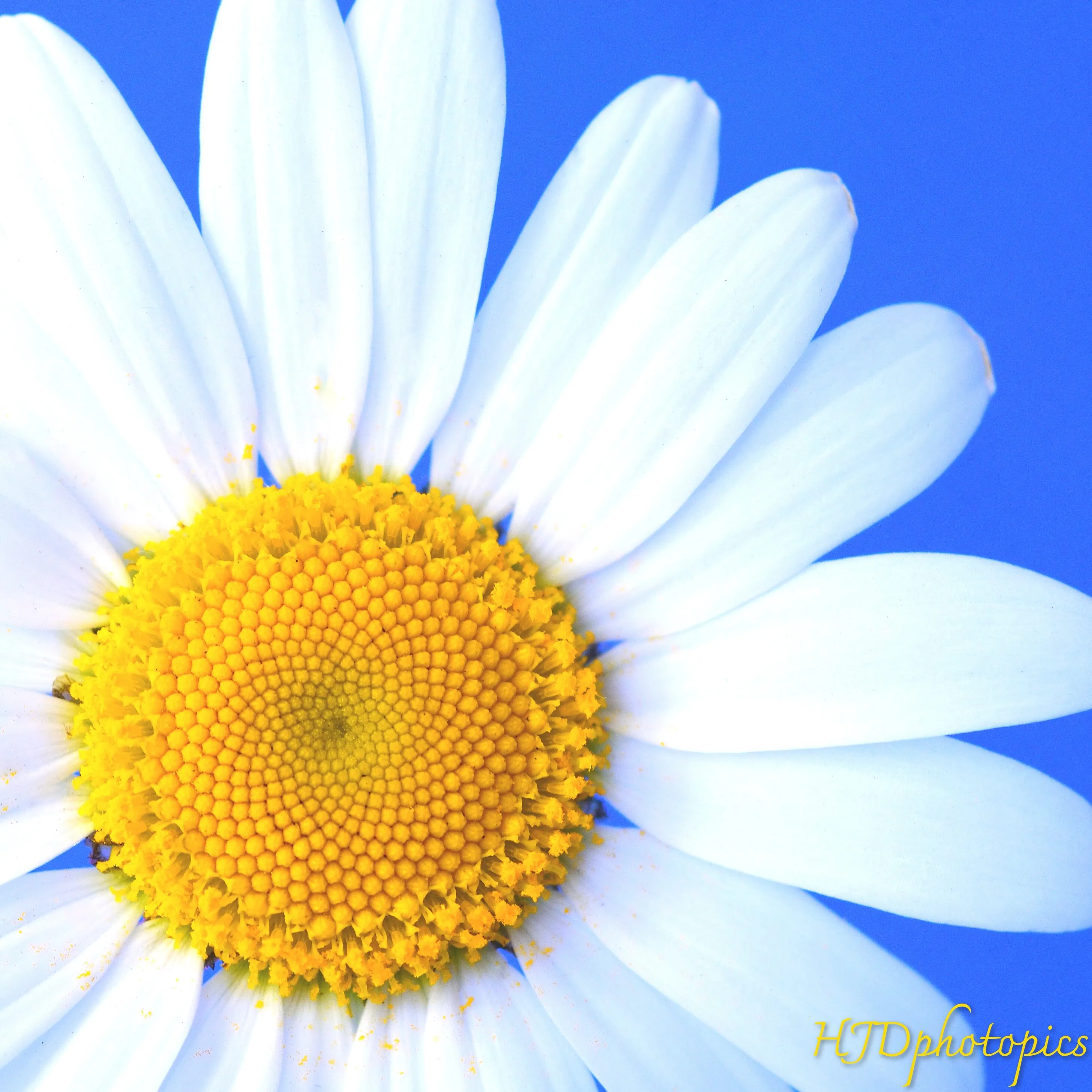 Oxeye Daisy