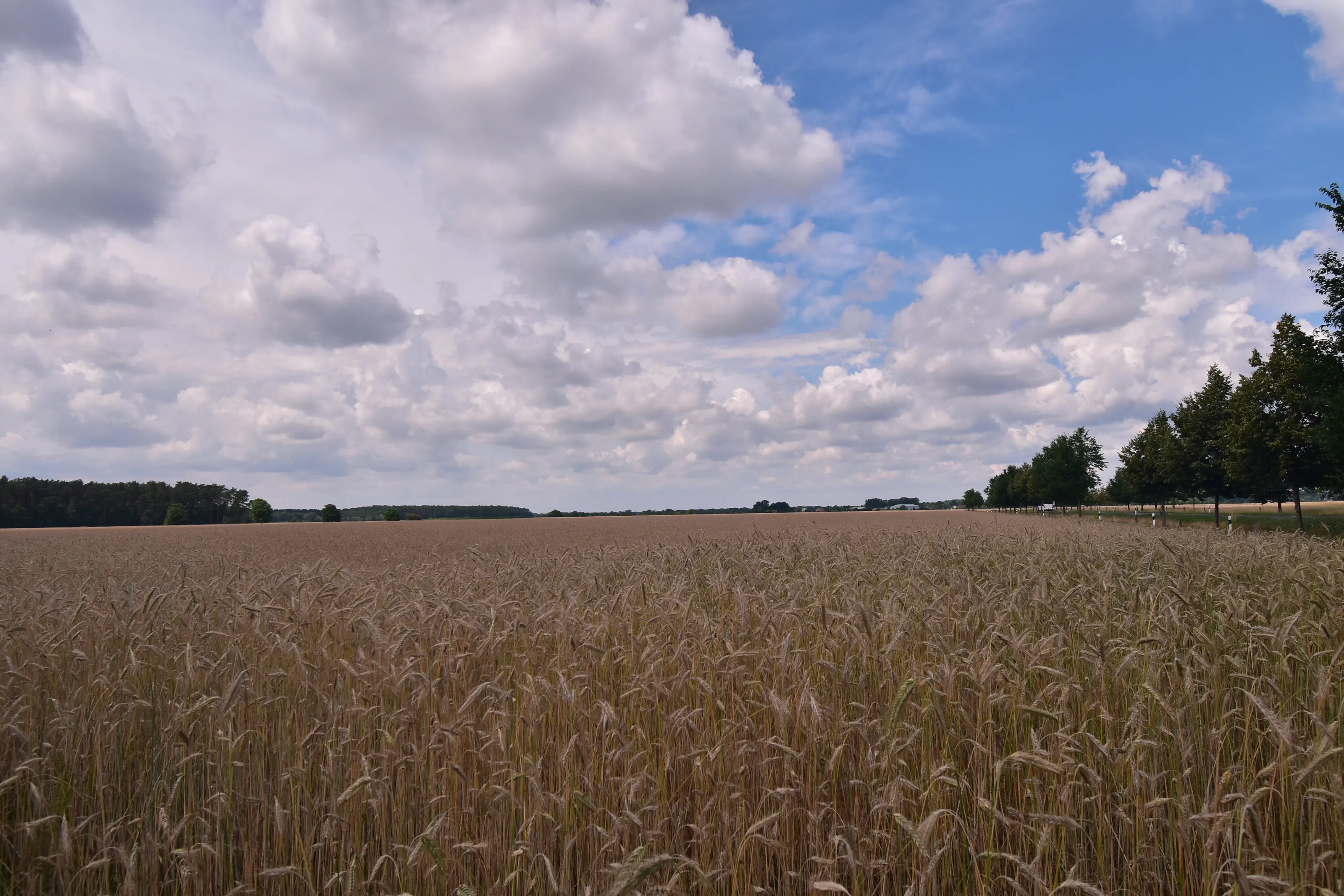 Wolken über dem Kornfeld