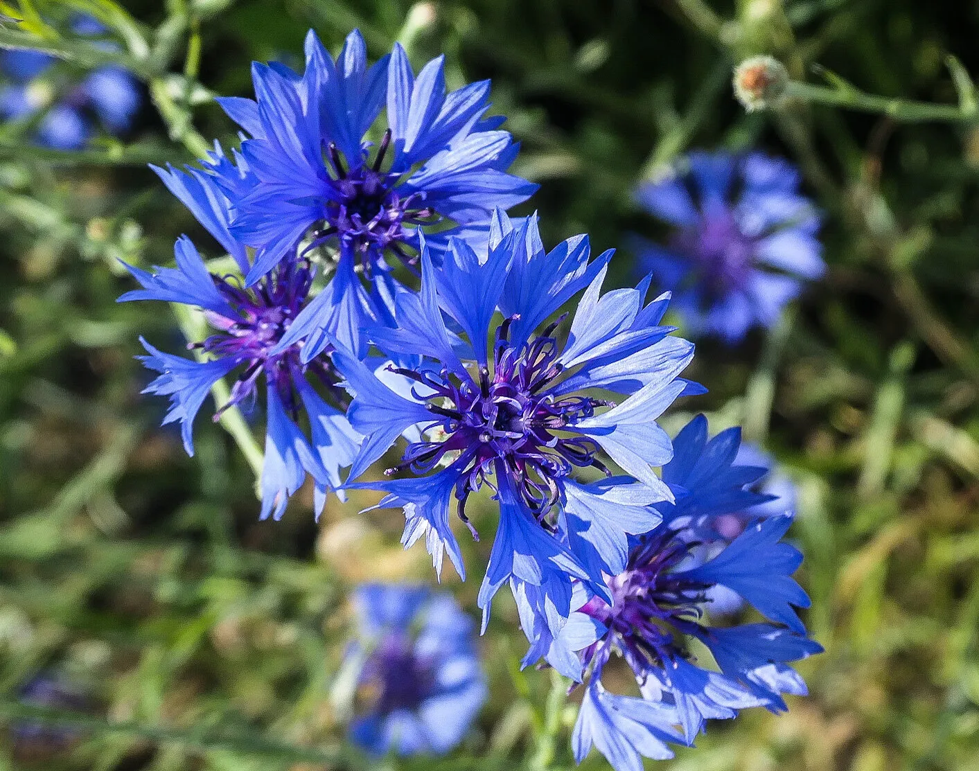 Cyanus segetum Hill
