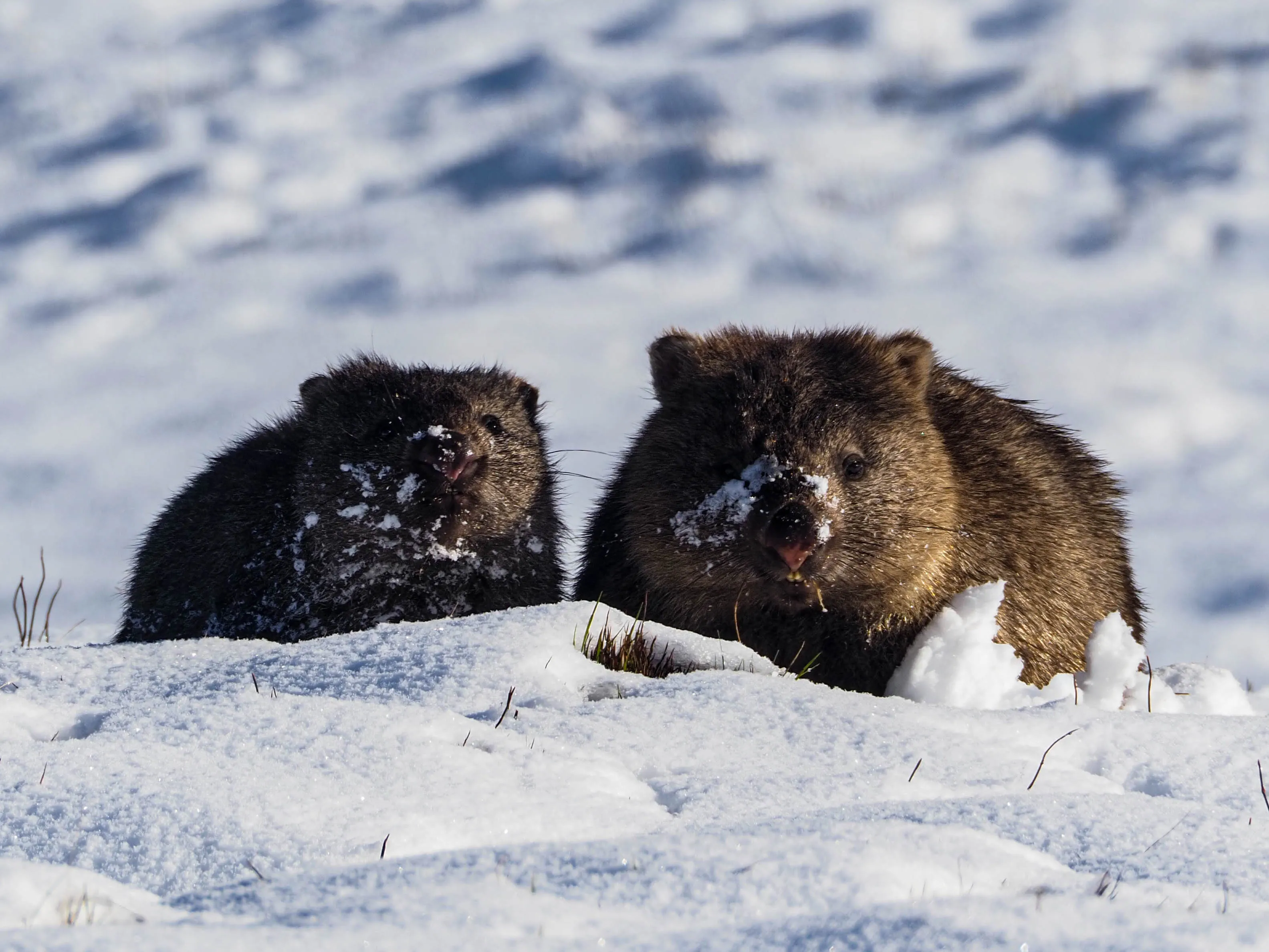 Wombats in the snow