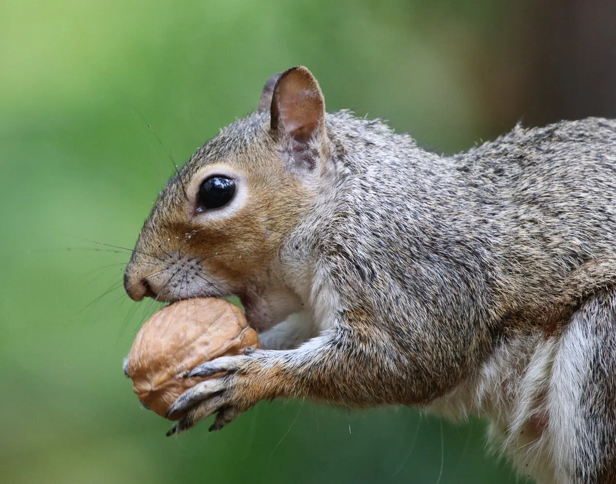 Grey Squirrel