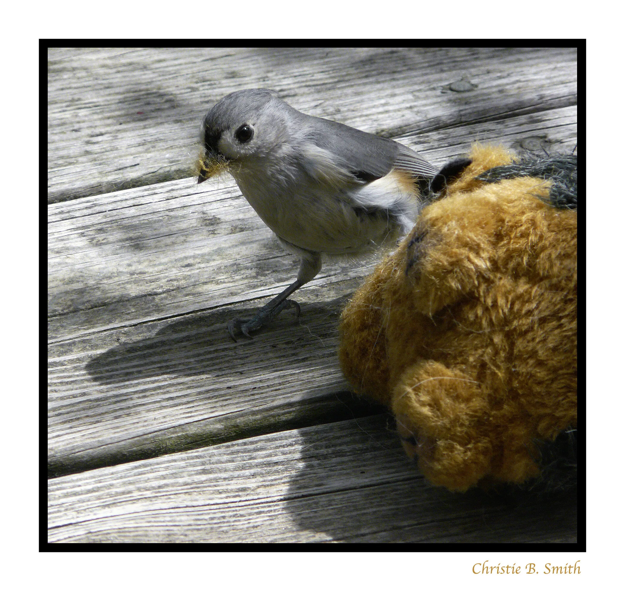 Titmouse and dog toy