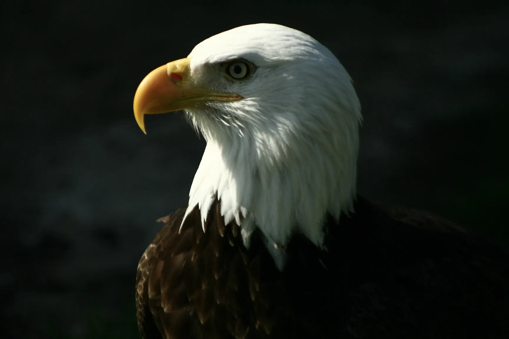 Eagle in the shadows