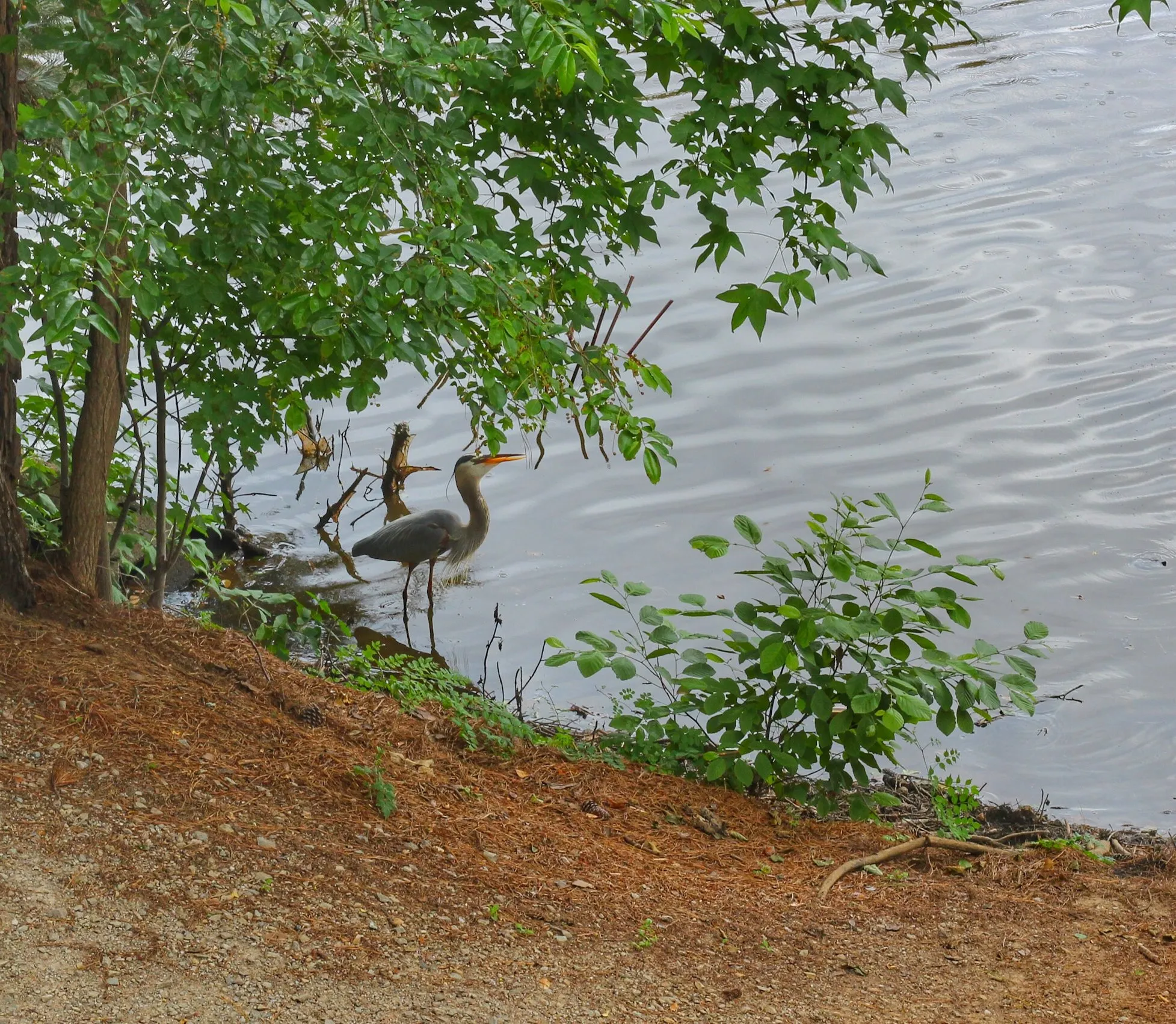 Heron on the lake