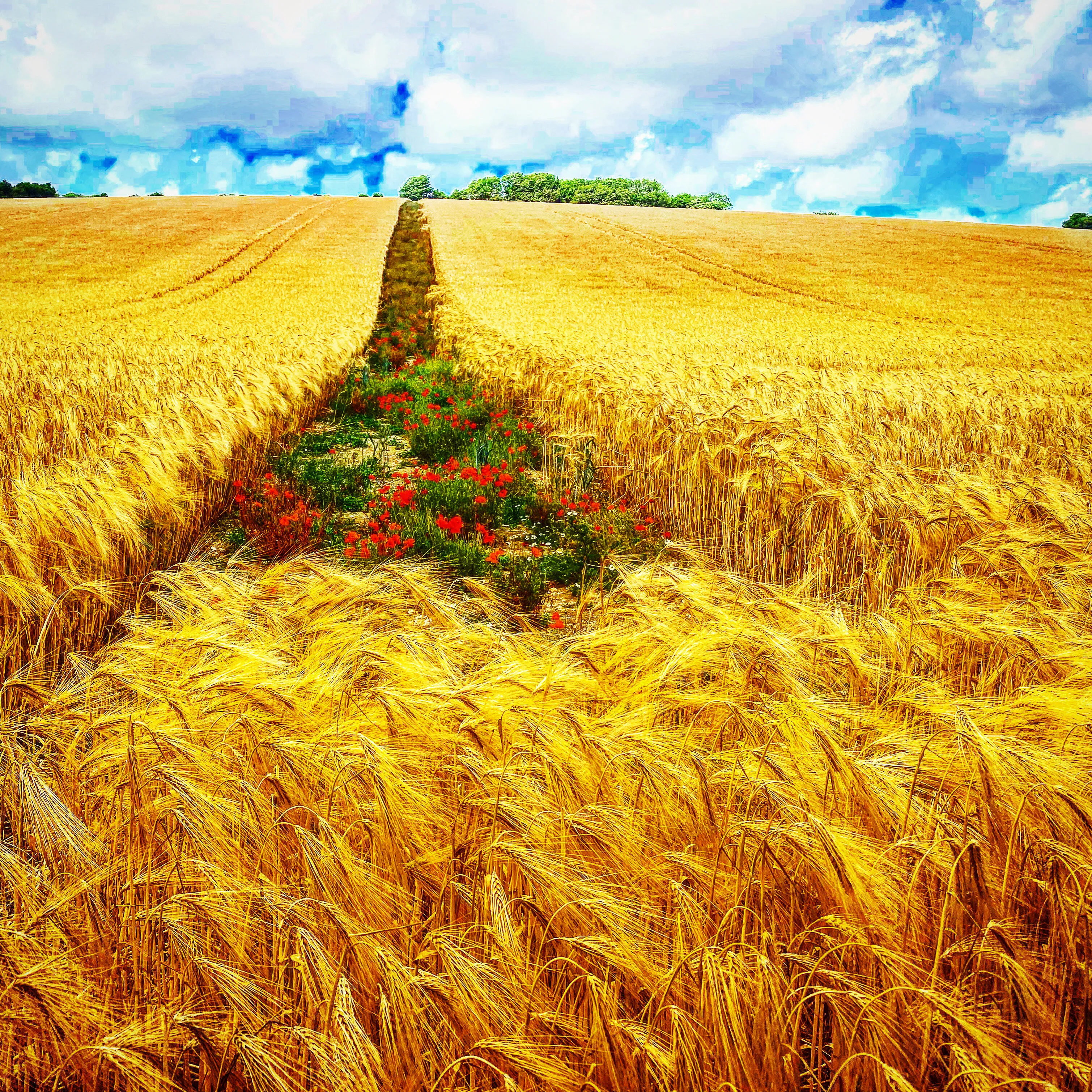 Poppy strip in golden fields