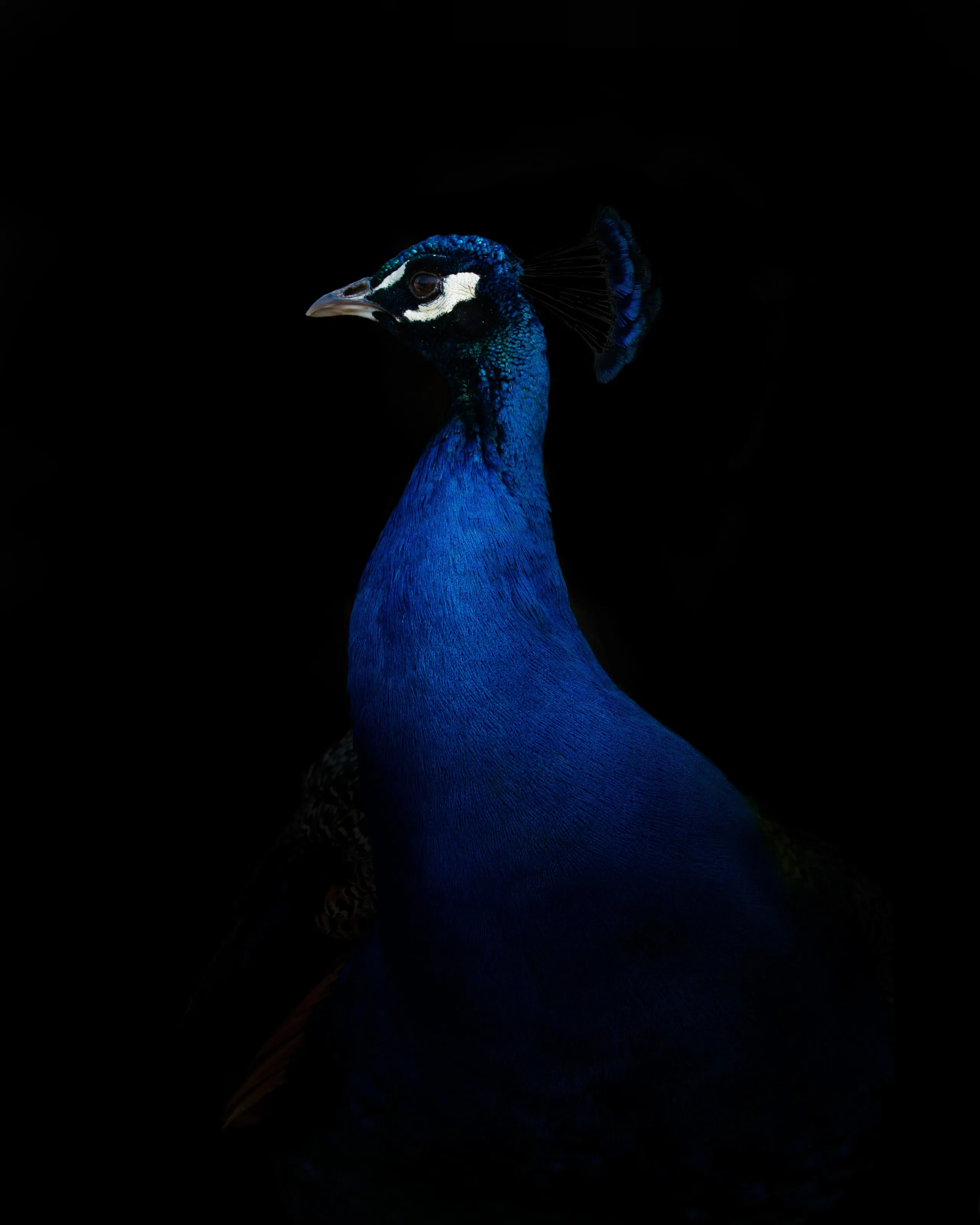 Juno