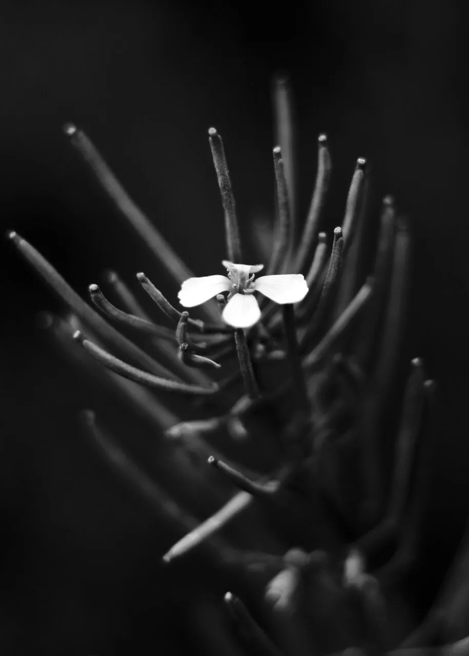 White petals