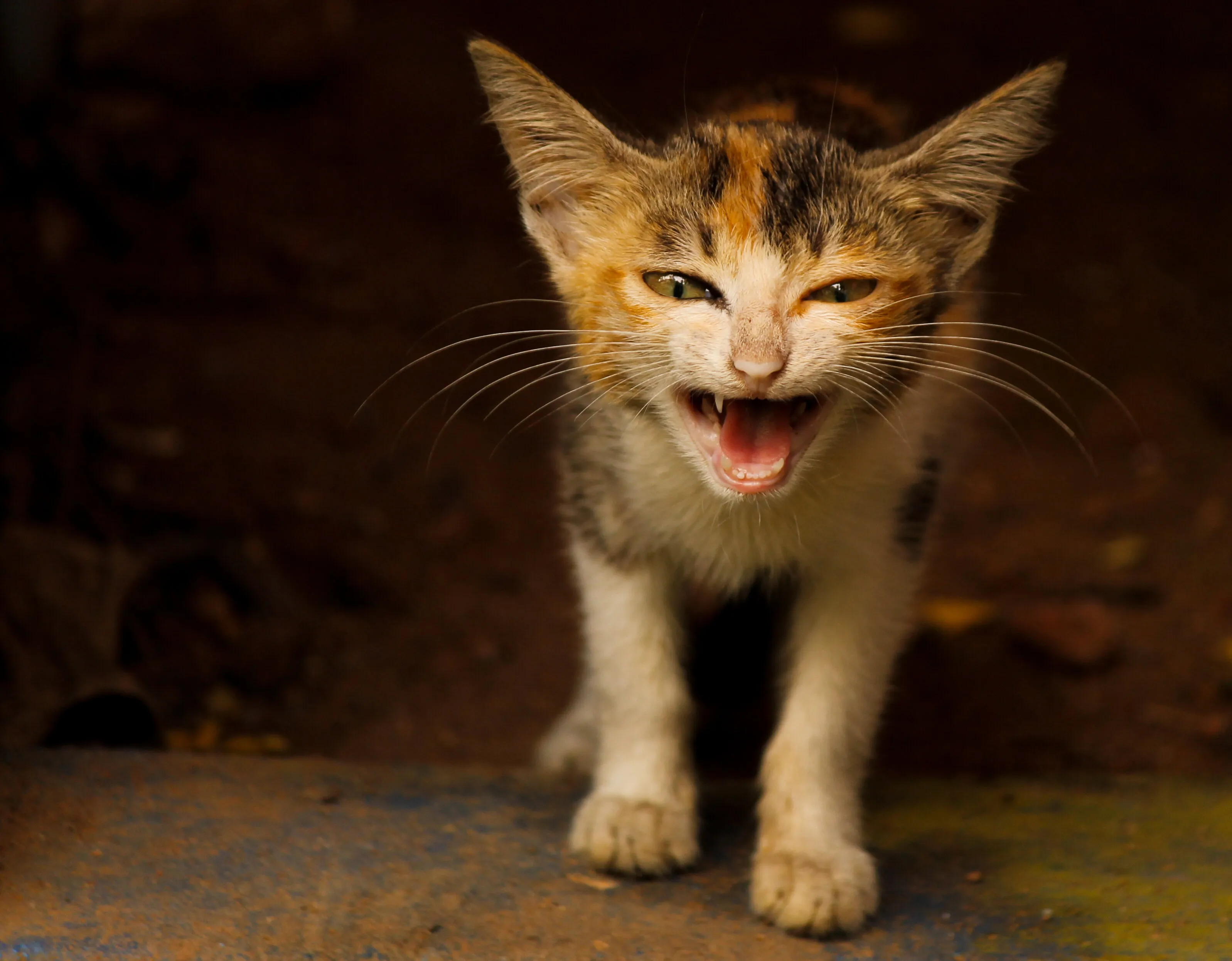 I roar like a lion