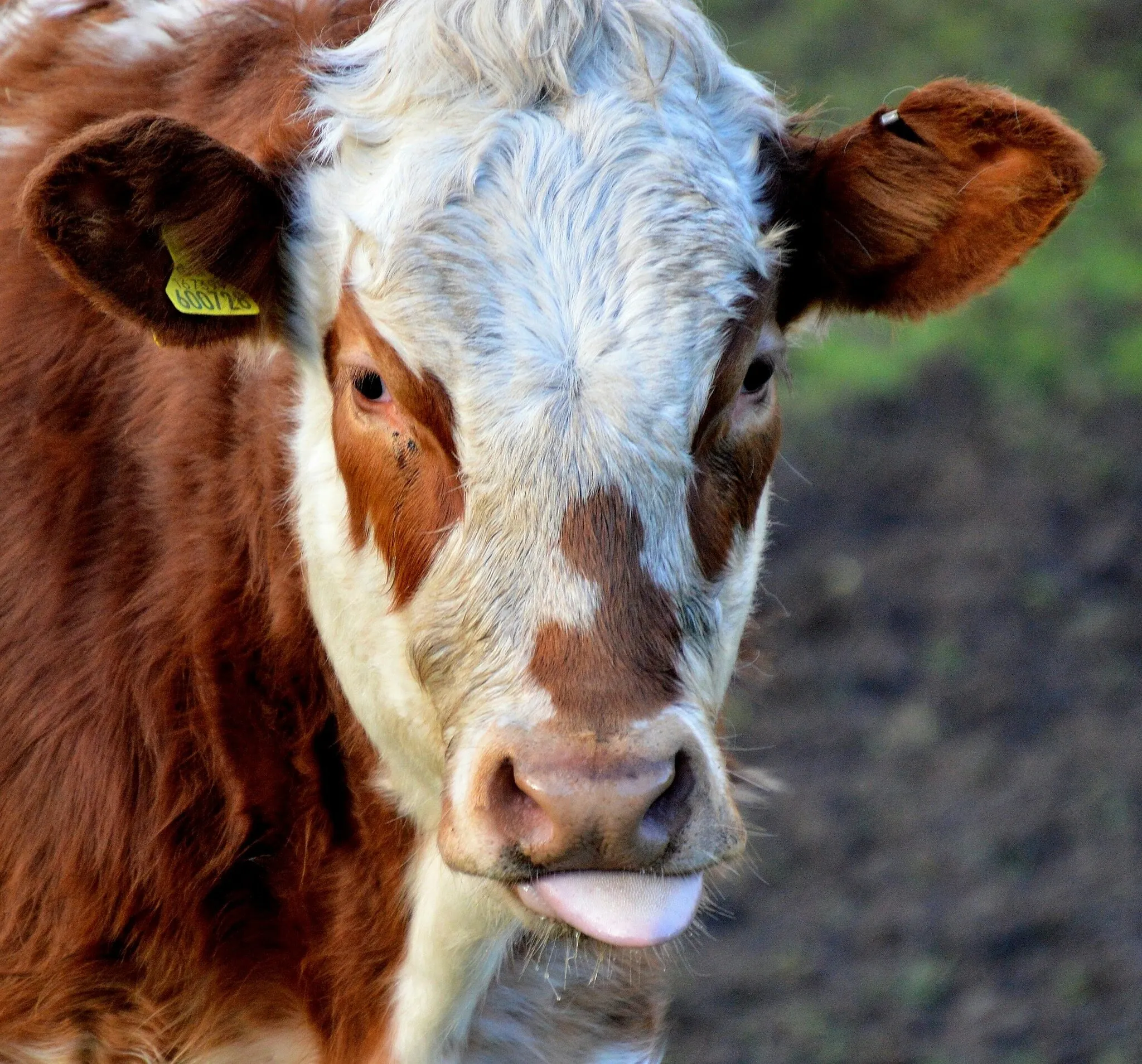 Cow sticking tongue out