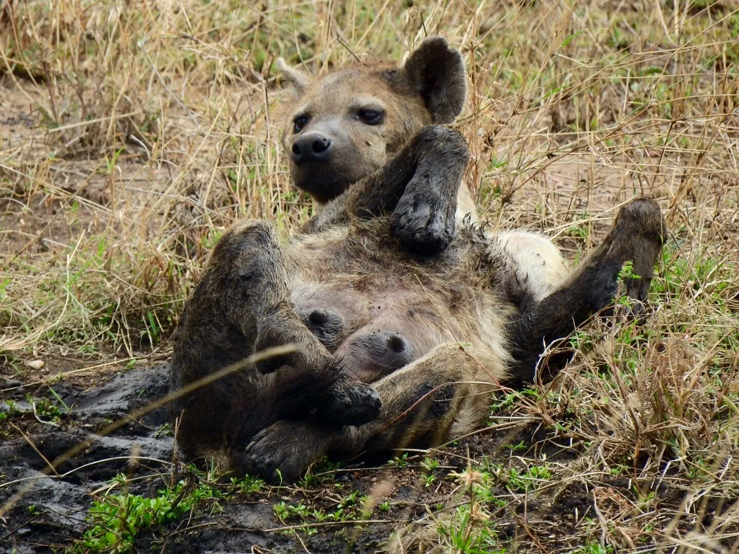 Happy hyena.