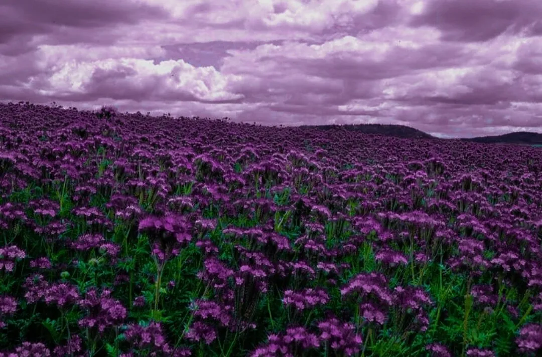 Entry 6867691