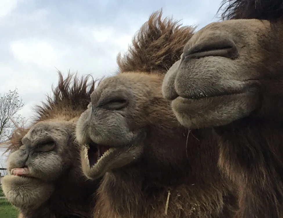 Camel closeup🐫