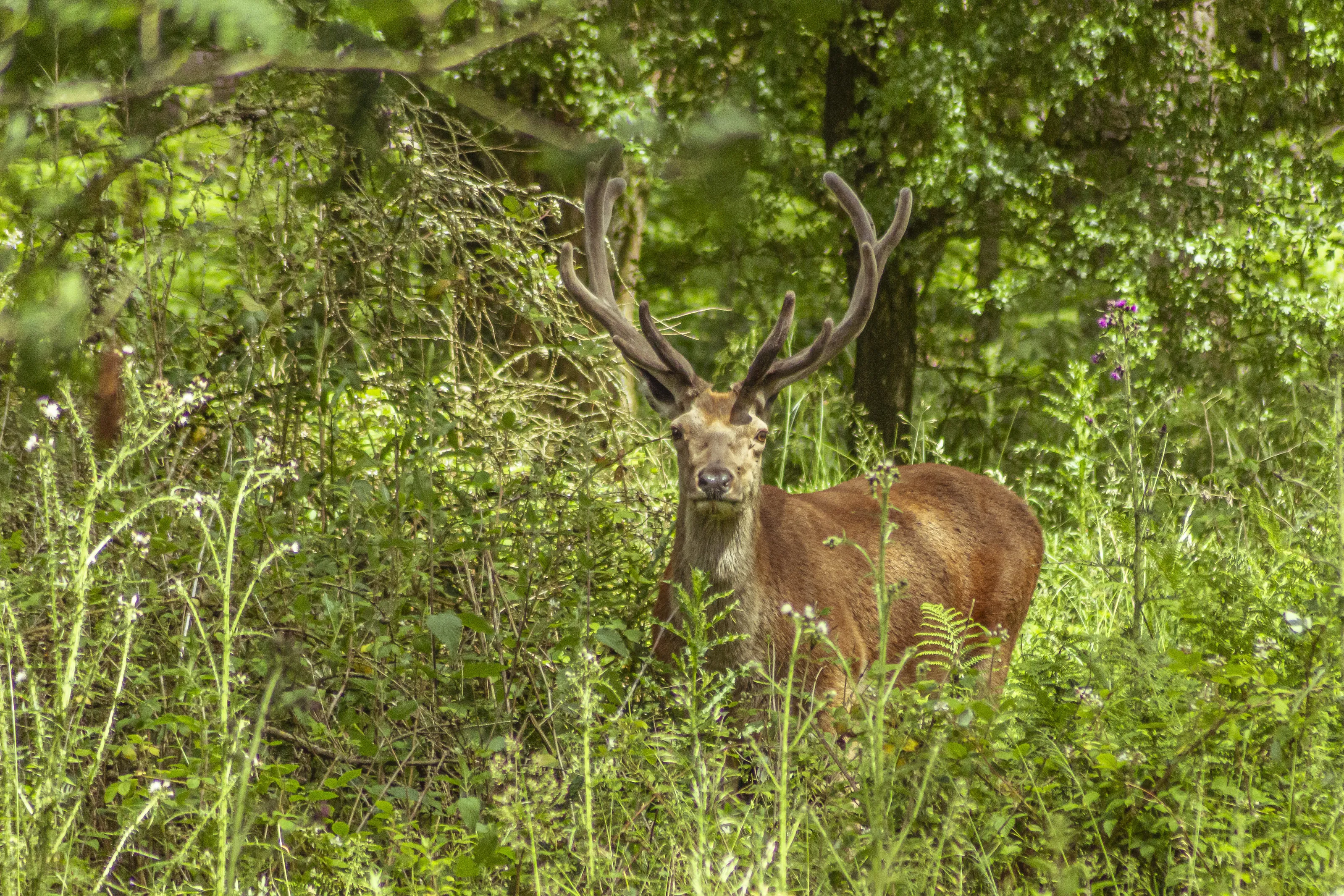 Red Stag in Hope Valley, Peak District