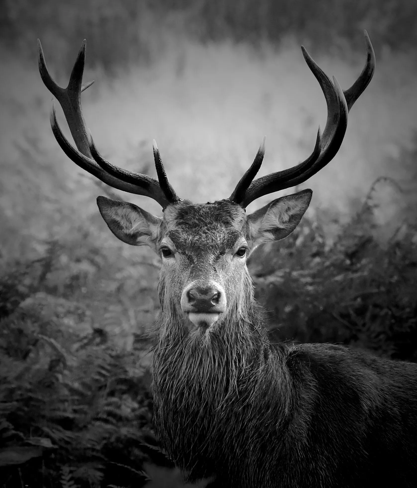Stag