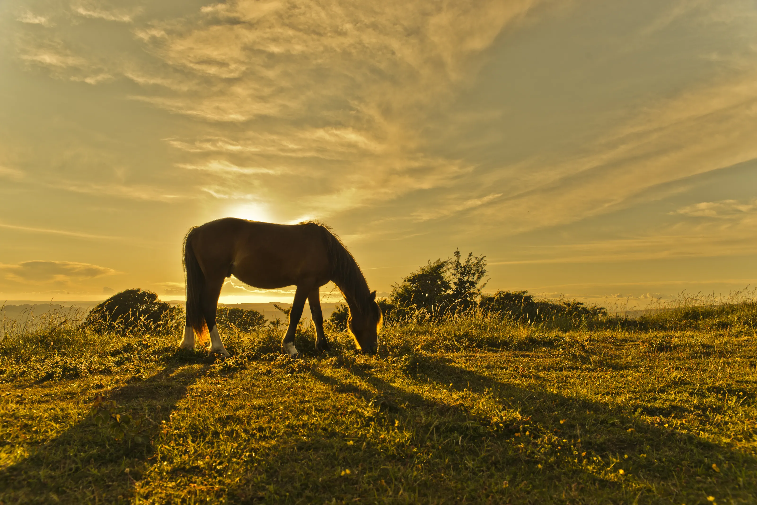Wild Pony at Susnet
