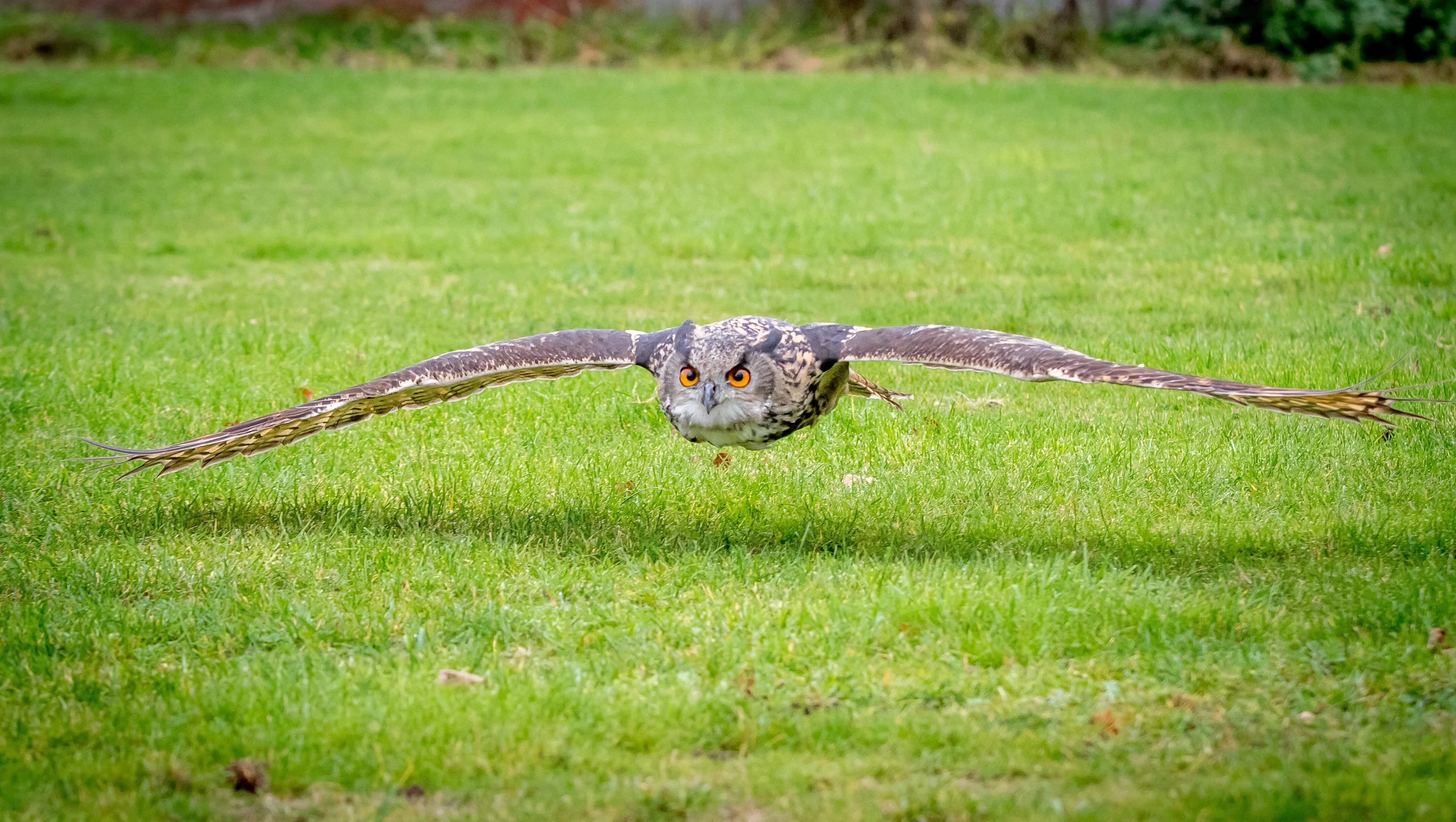 Eagle Owl