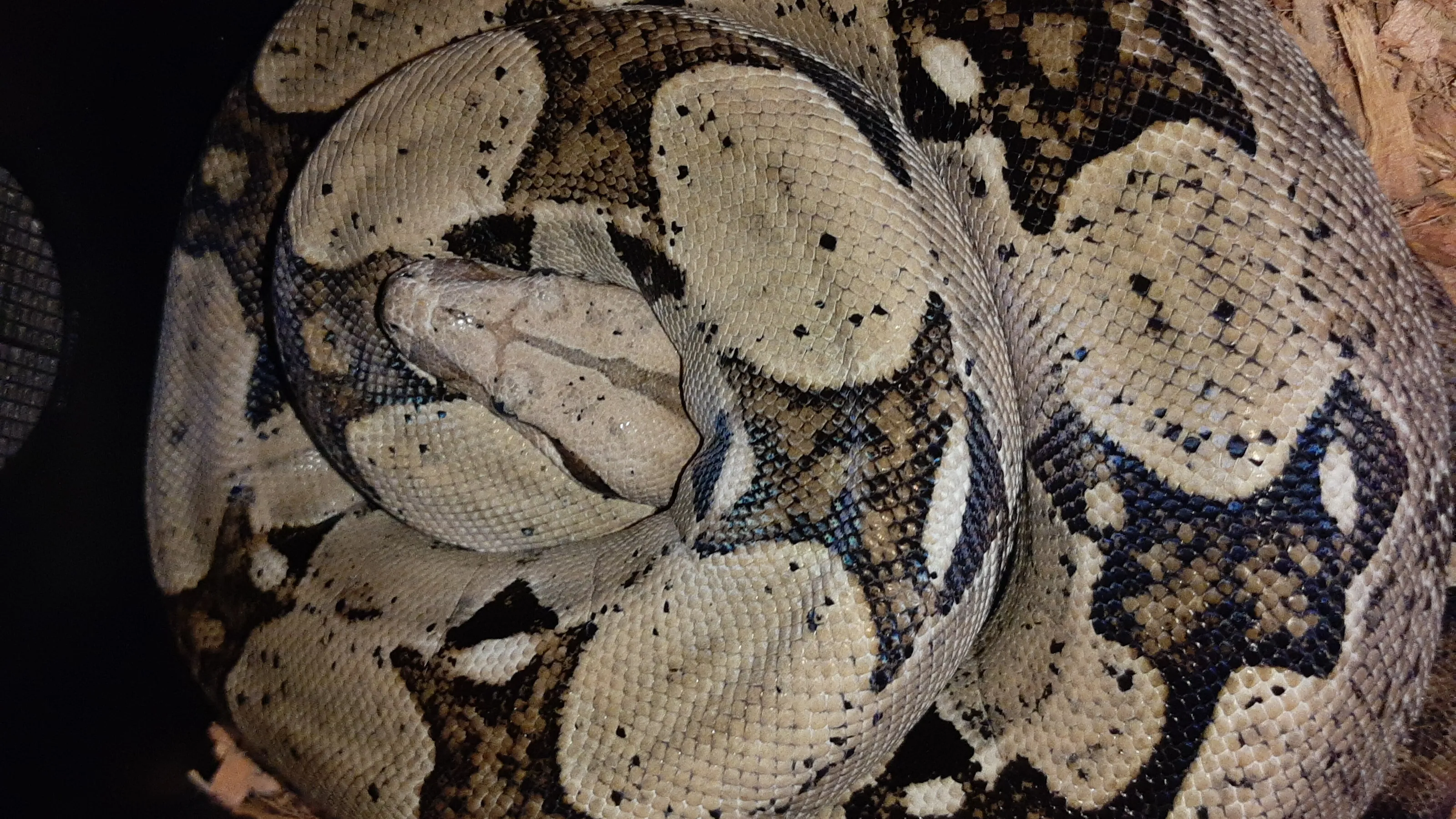Boa Constrictor
