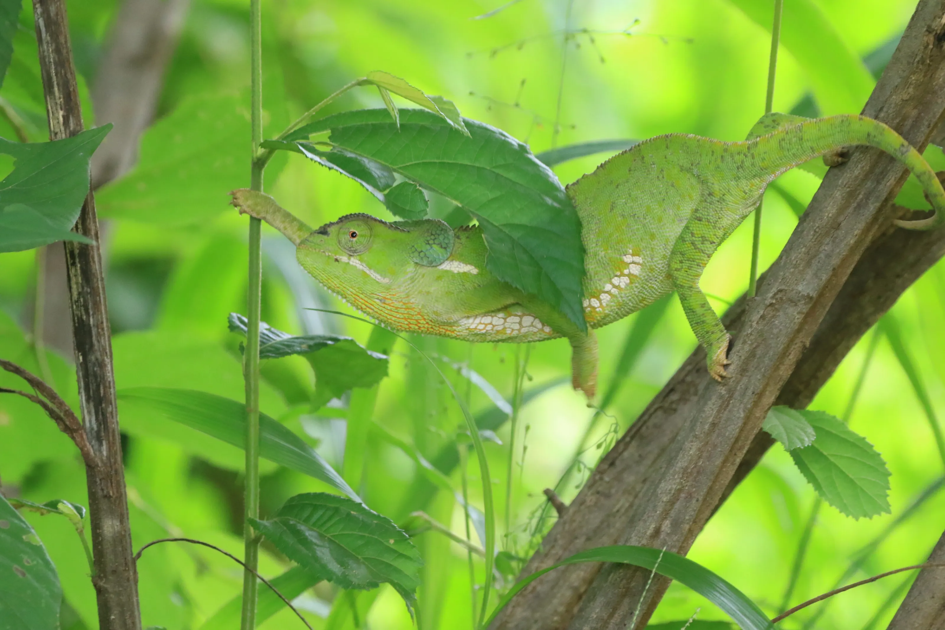 Shades of Green