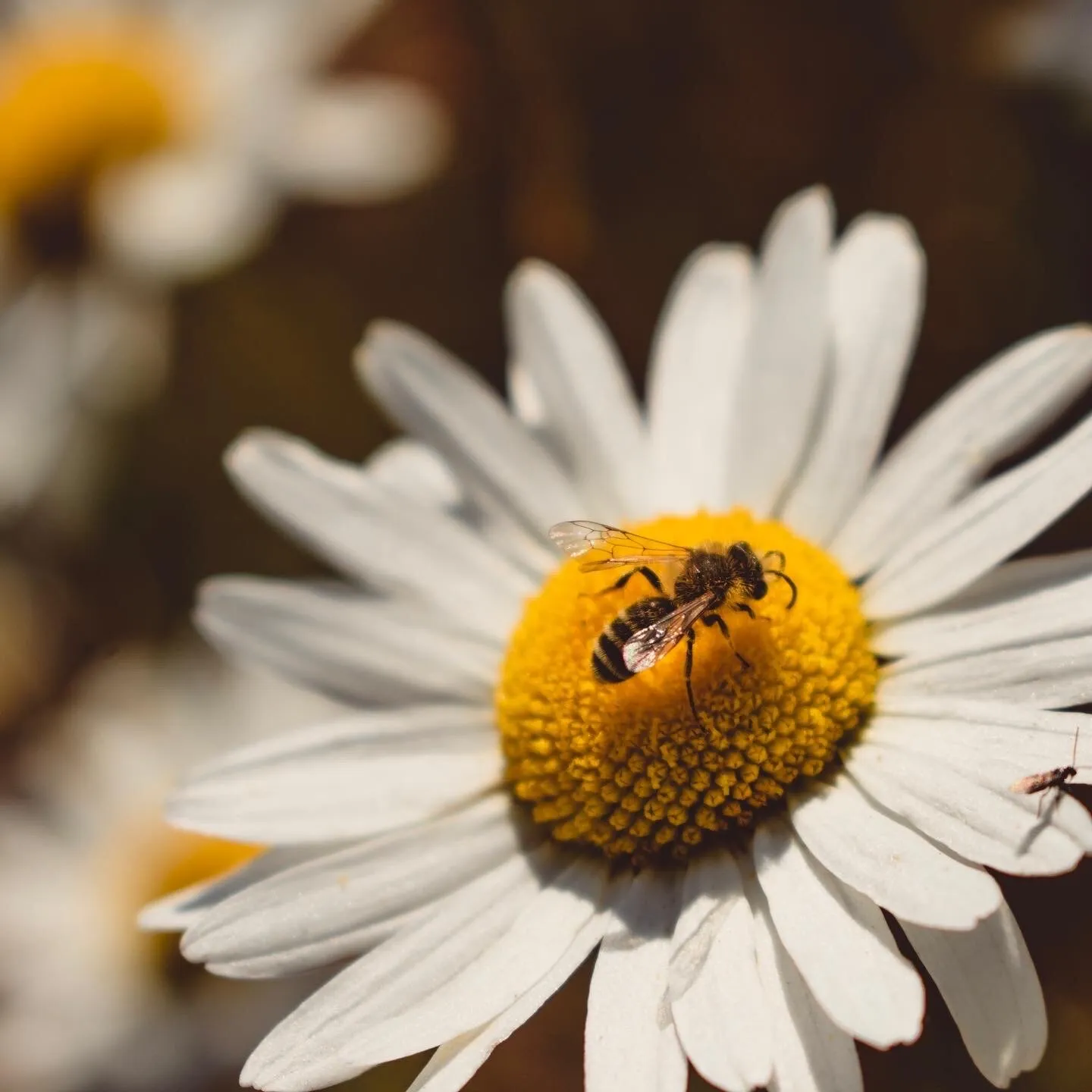 Honey Bee on Daisy
