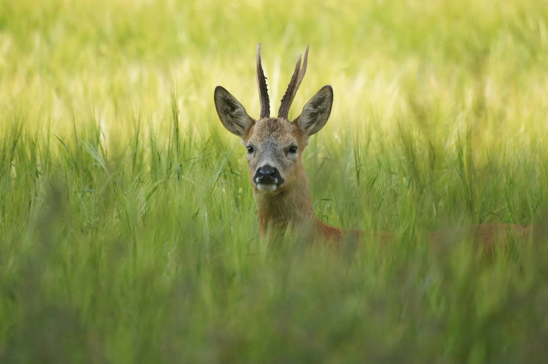 Deer in Barley Field