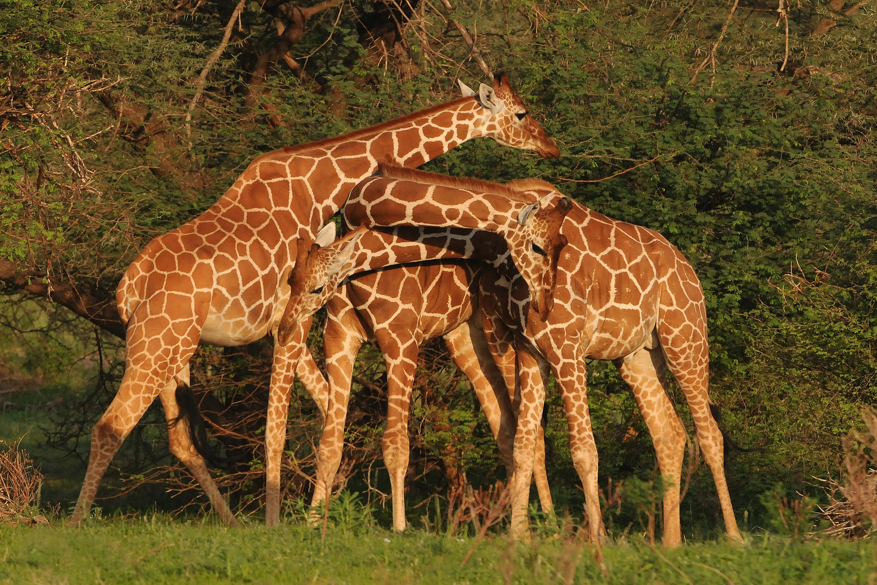 Tri-Neck Giraffes