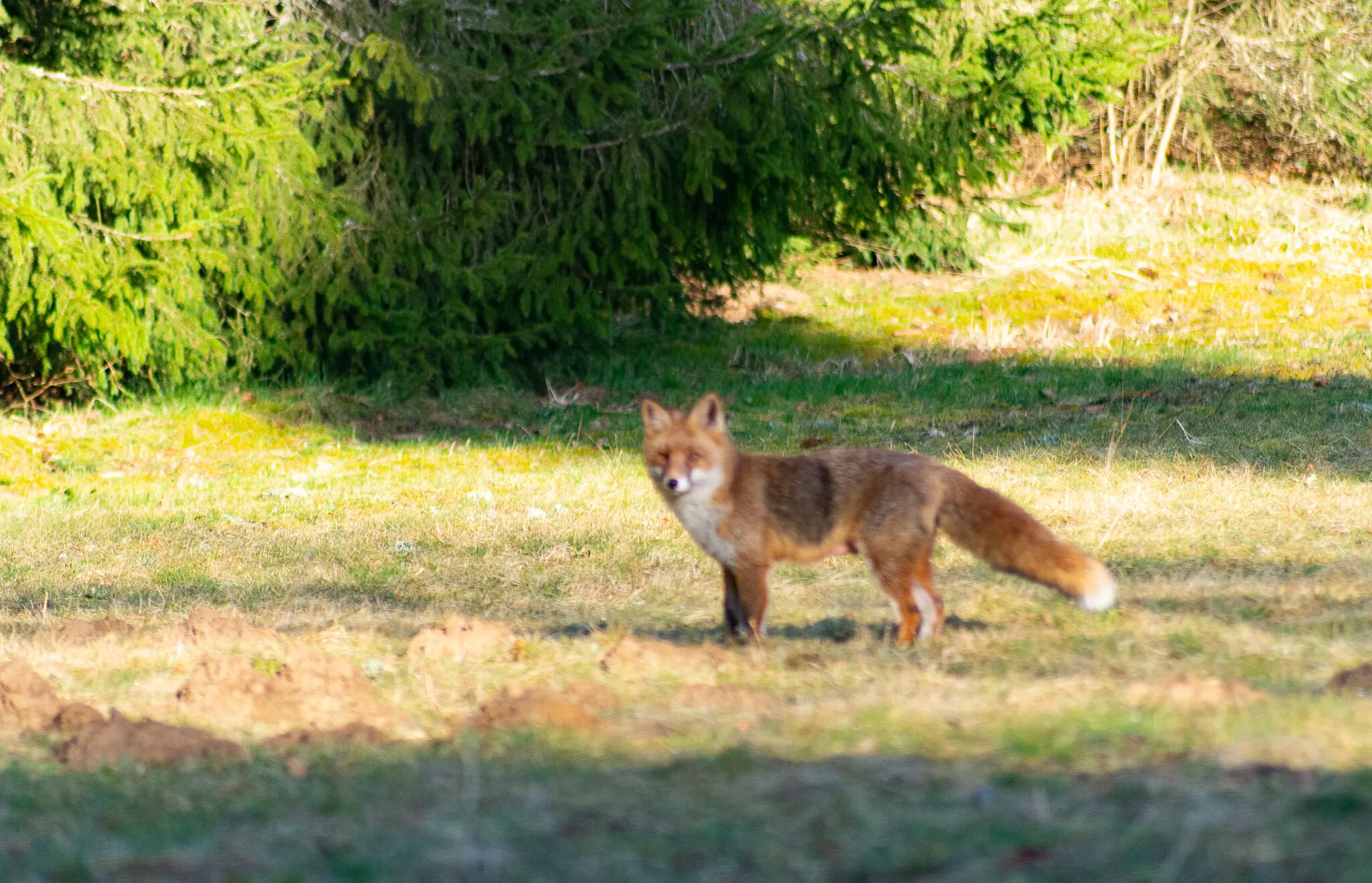 renard