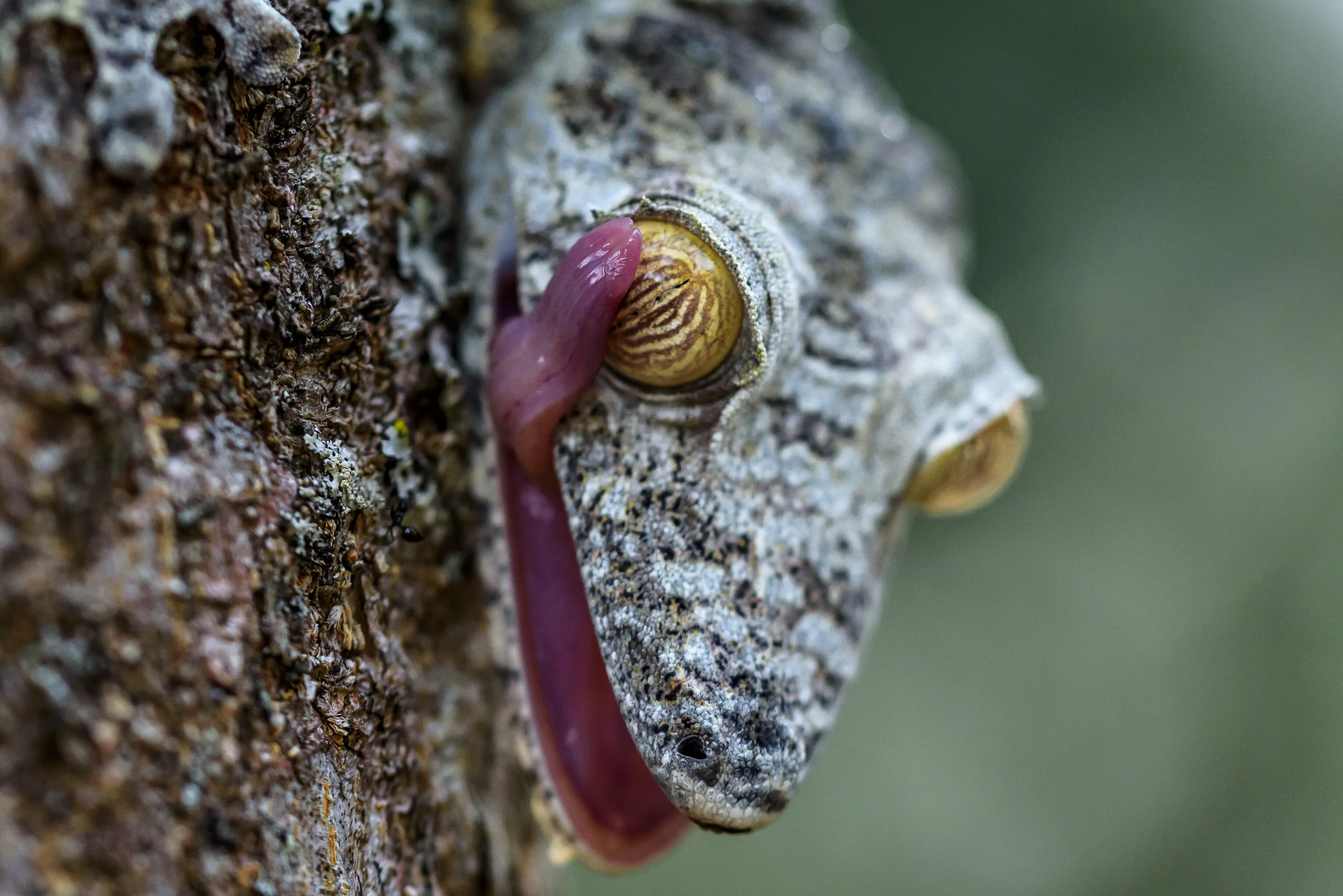 Uroplatus sikorae gecko, Madagascar