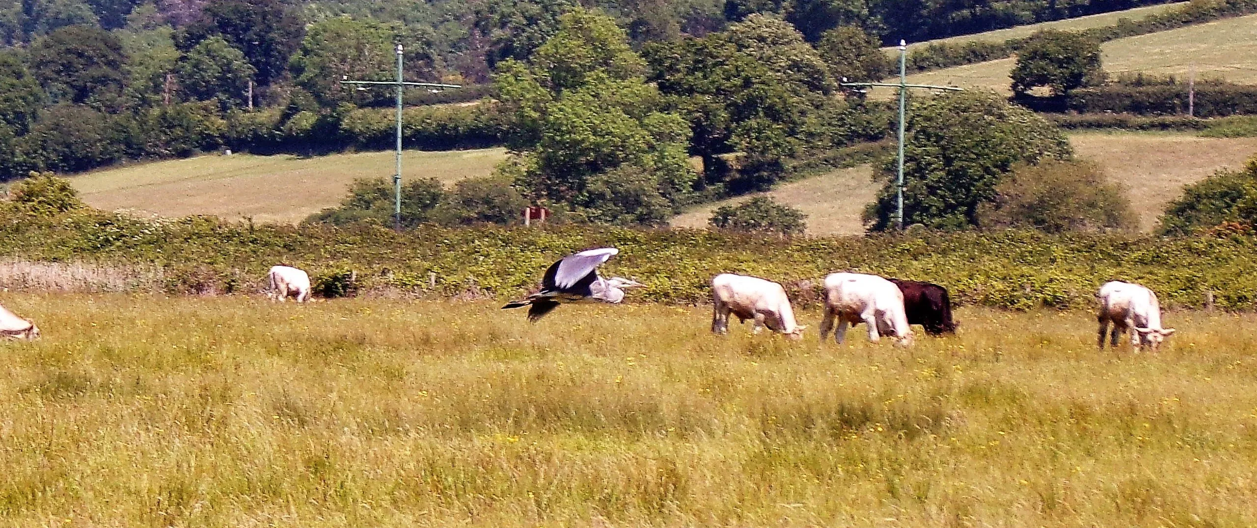 Heron in flight over farmland
