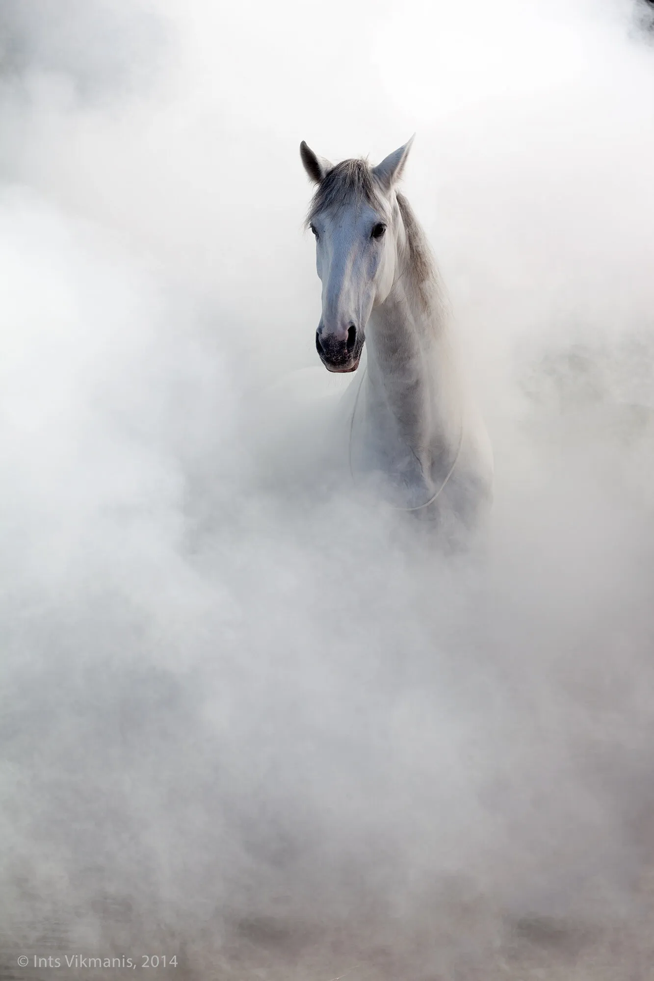 Horse in Fog