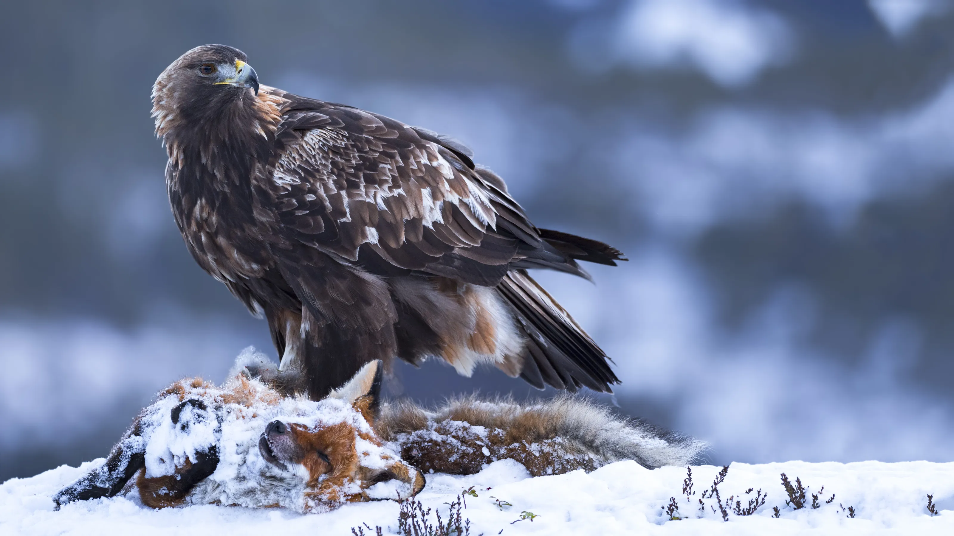 Golden Eagle