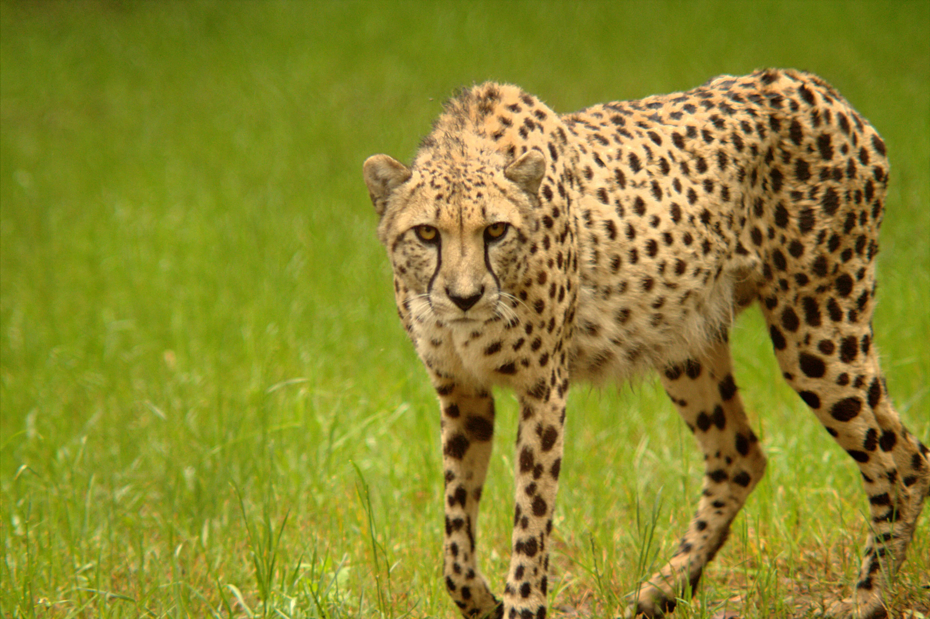 Cheetah Stare