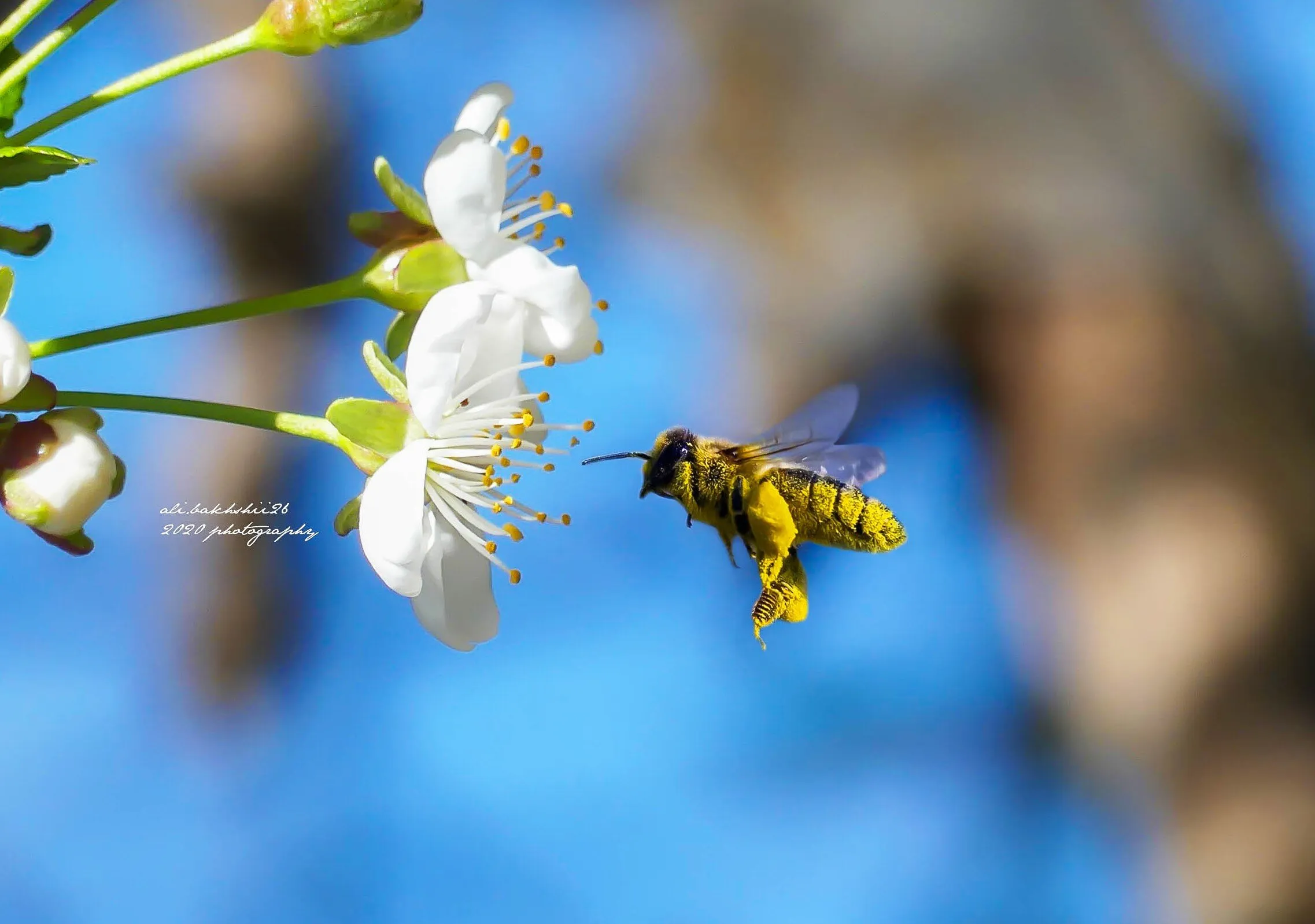bee