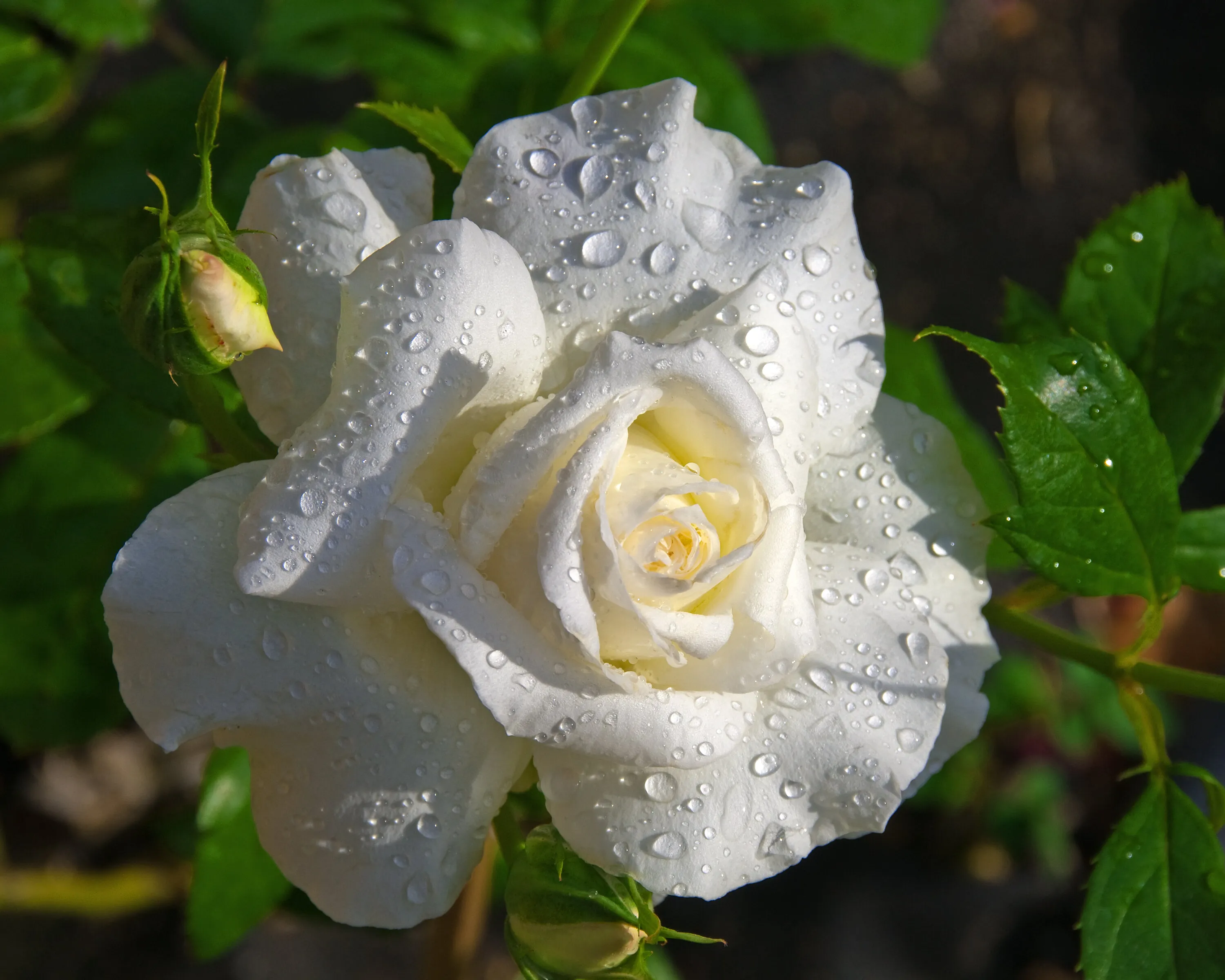 25th anniversary rose