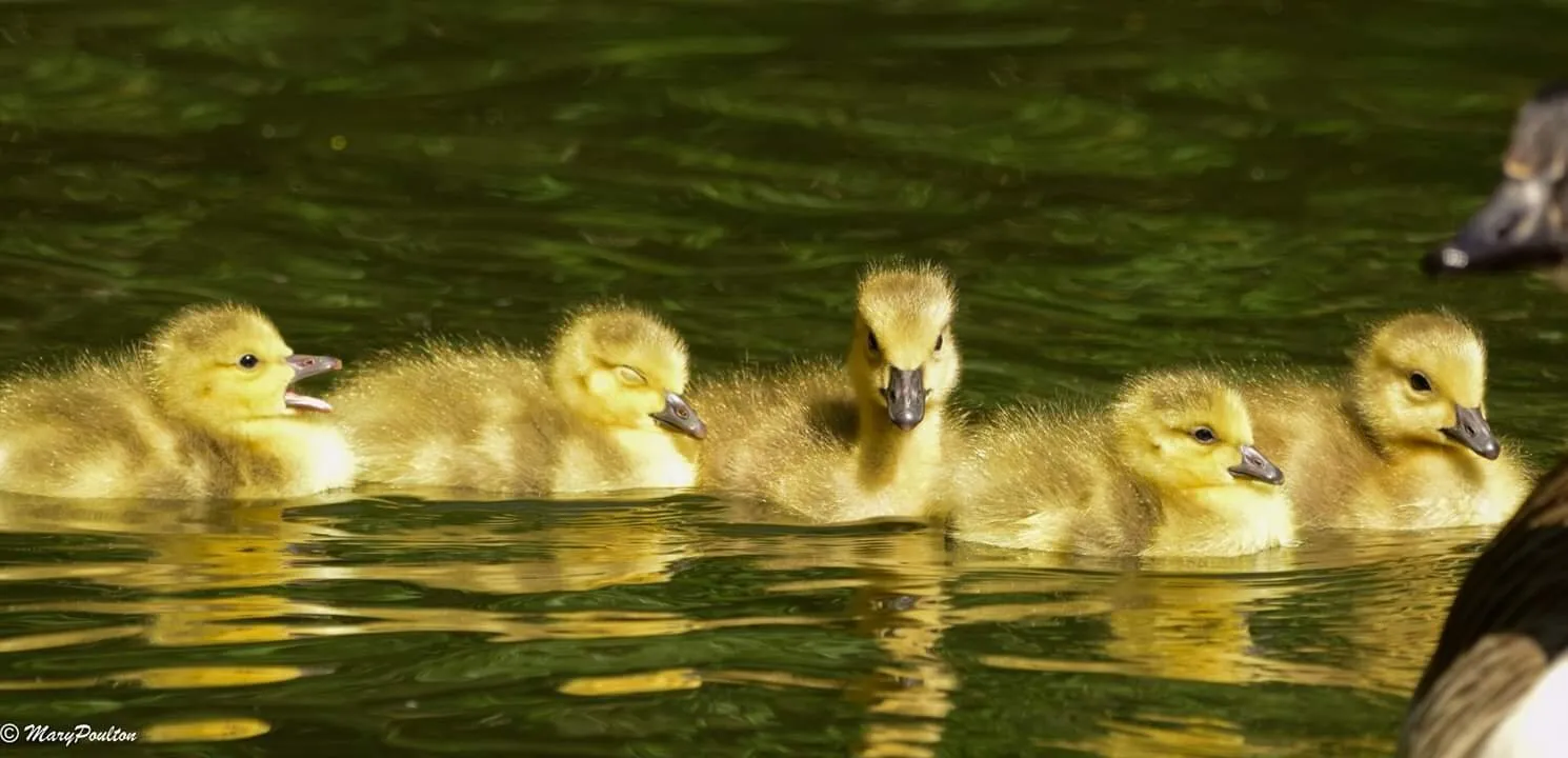 Sunshine Goslings