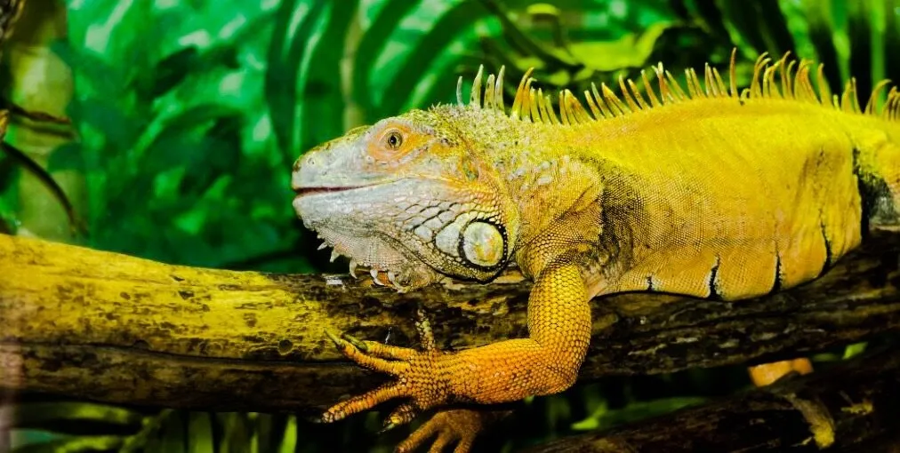 Lizard behind glass