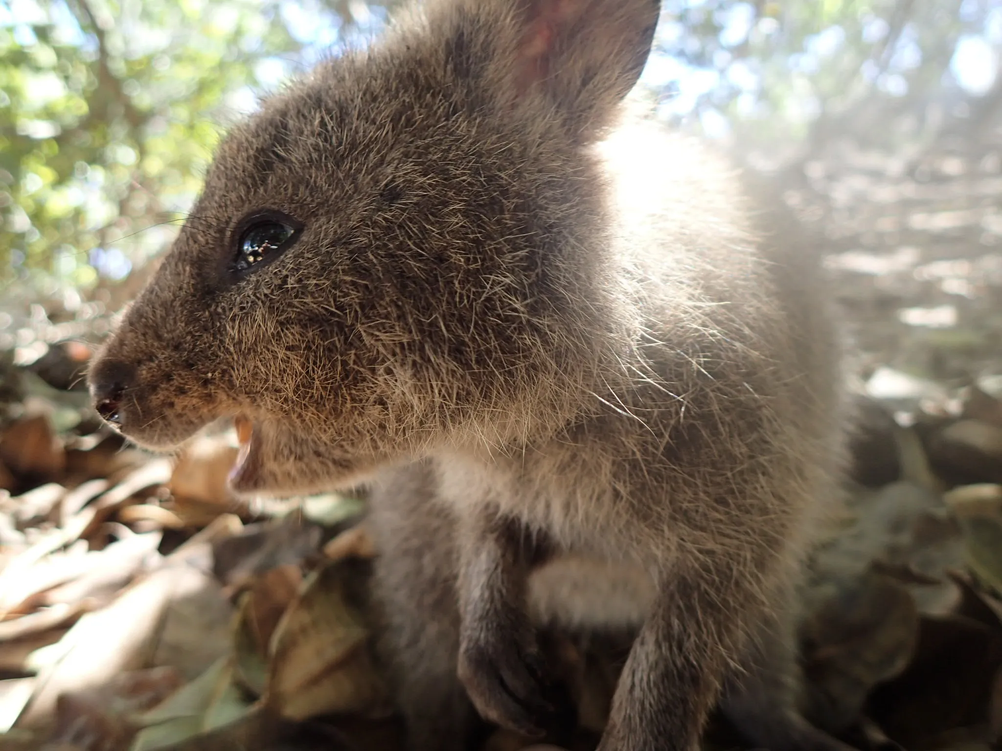Quokka (Rottnest Island)