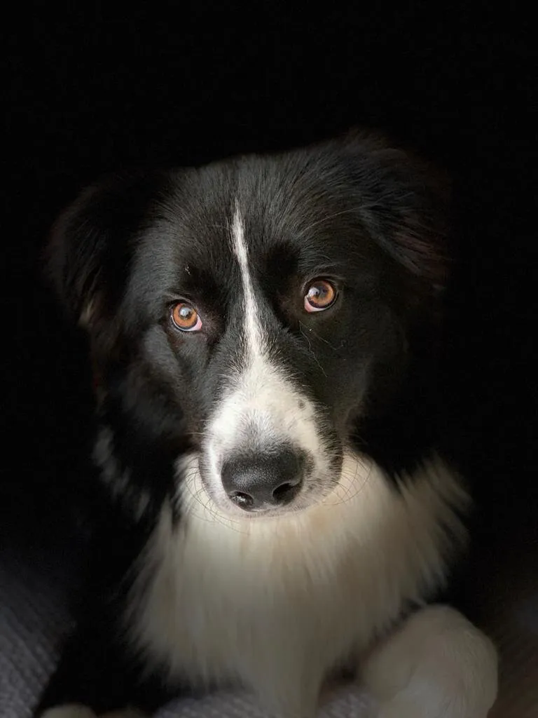 Entry 6908371
