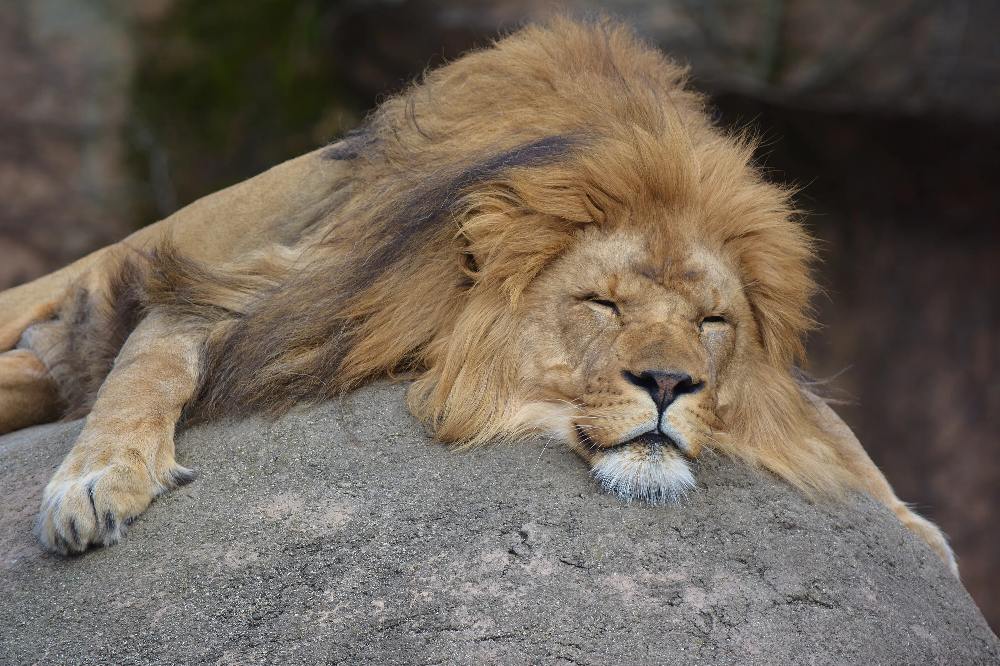 Lion Around