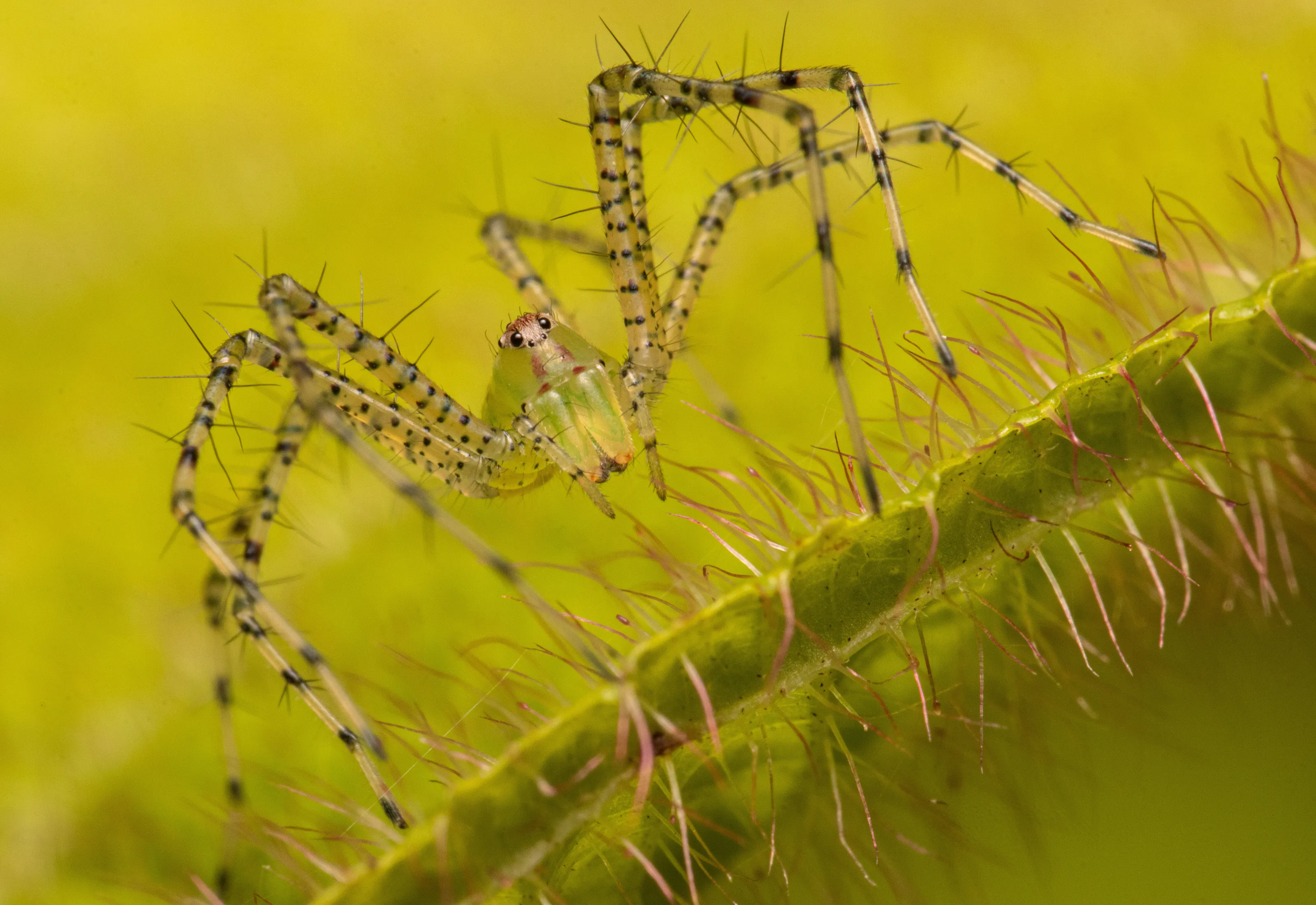 Green Lynx Spider (Oxyopidae)