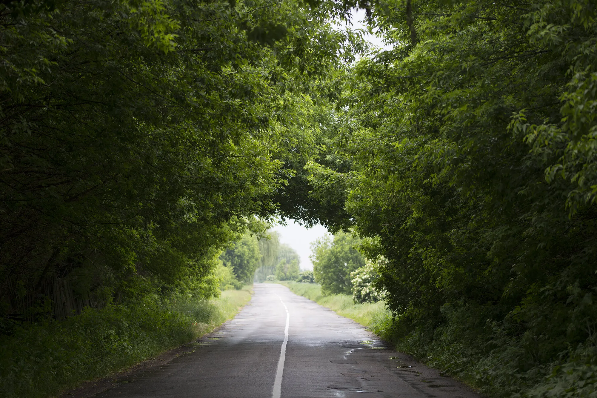 Forest road
