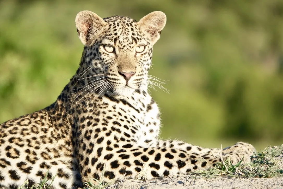 Leopard hill