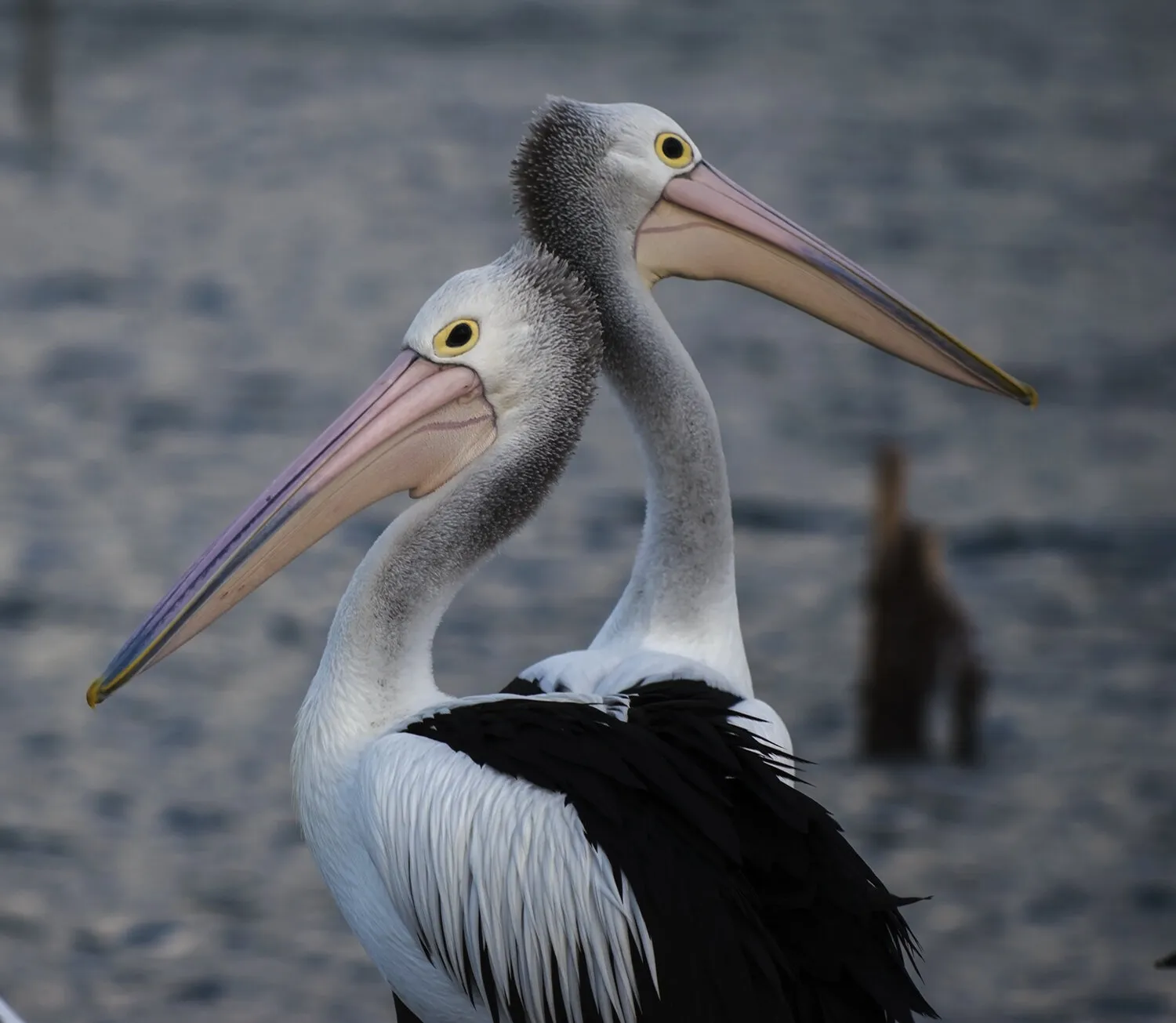 Pelican Pose