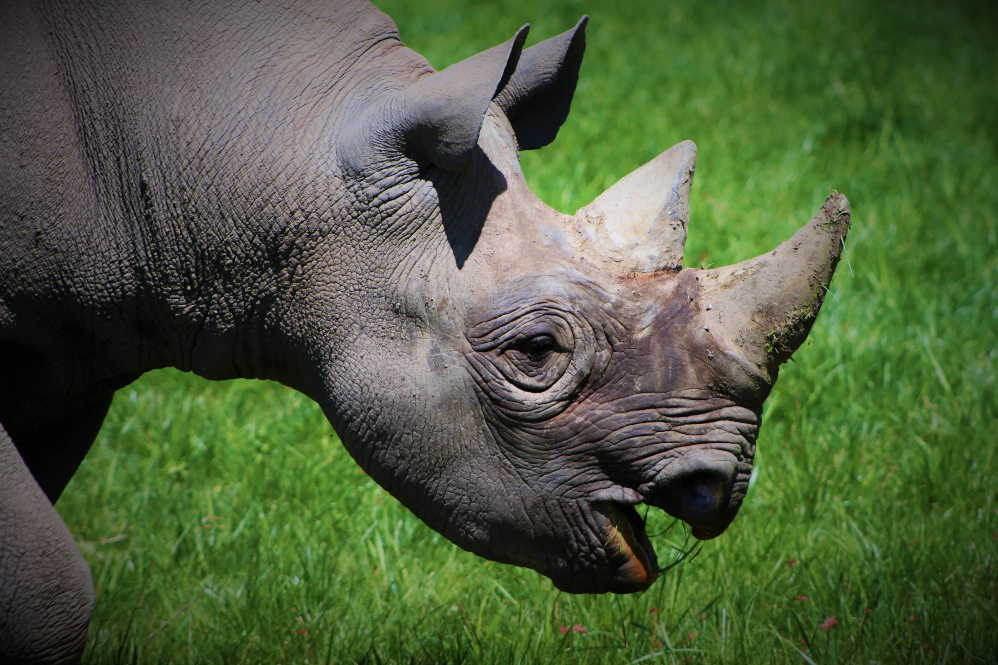 Black Rhino
