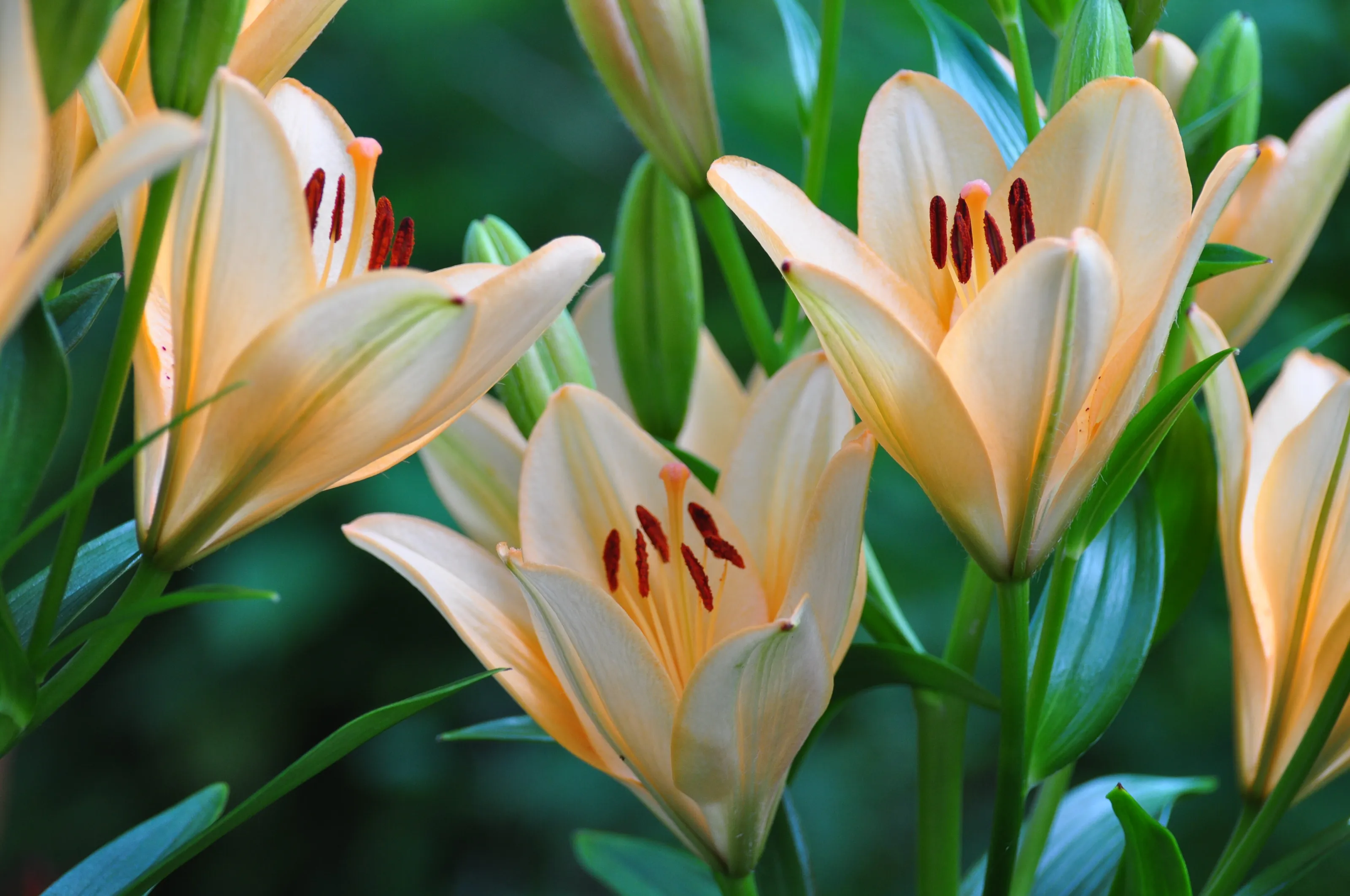 Pale Orange Lillies