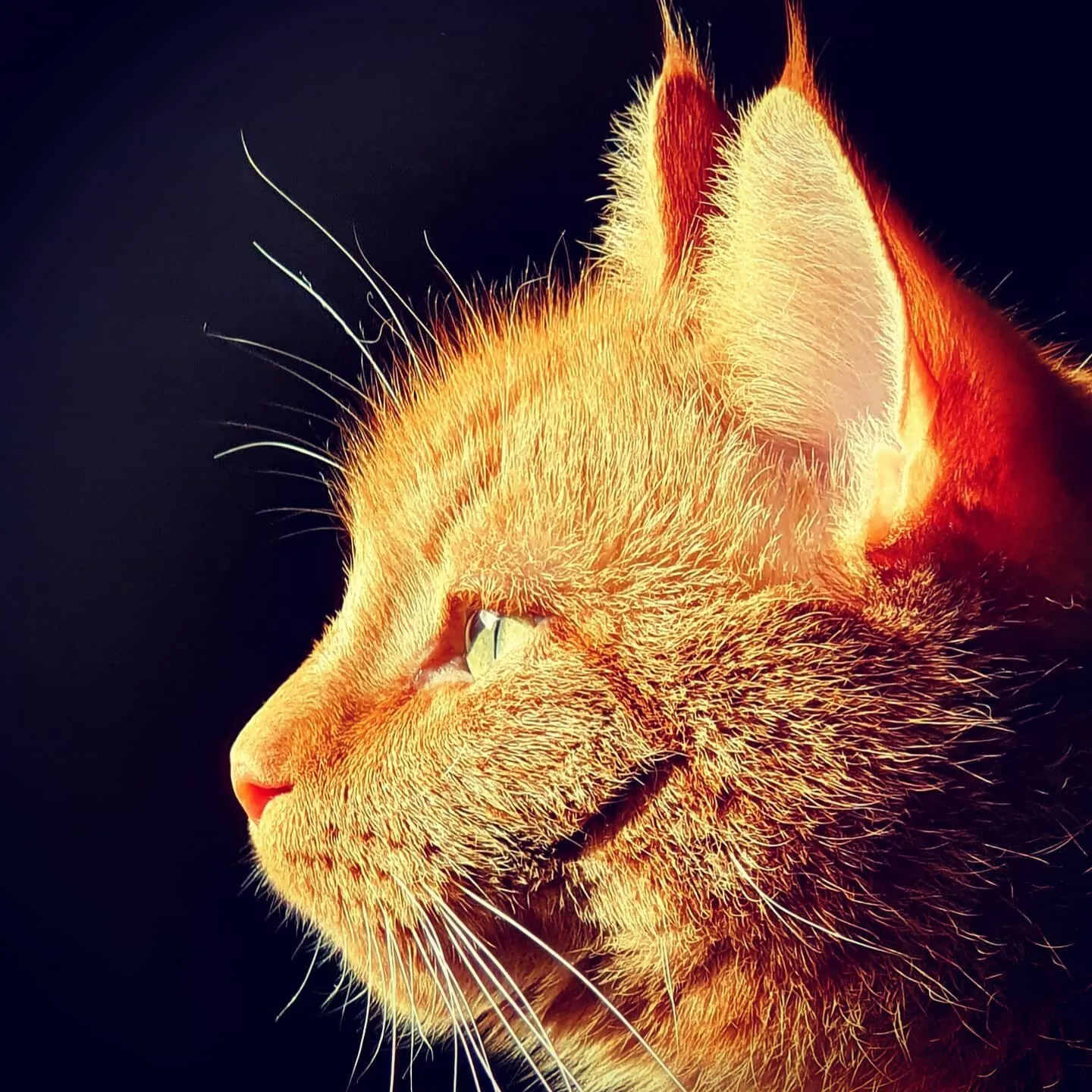 My cat